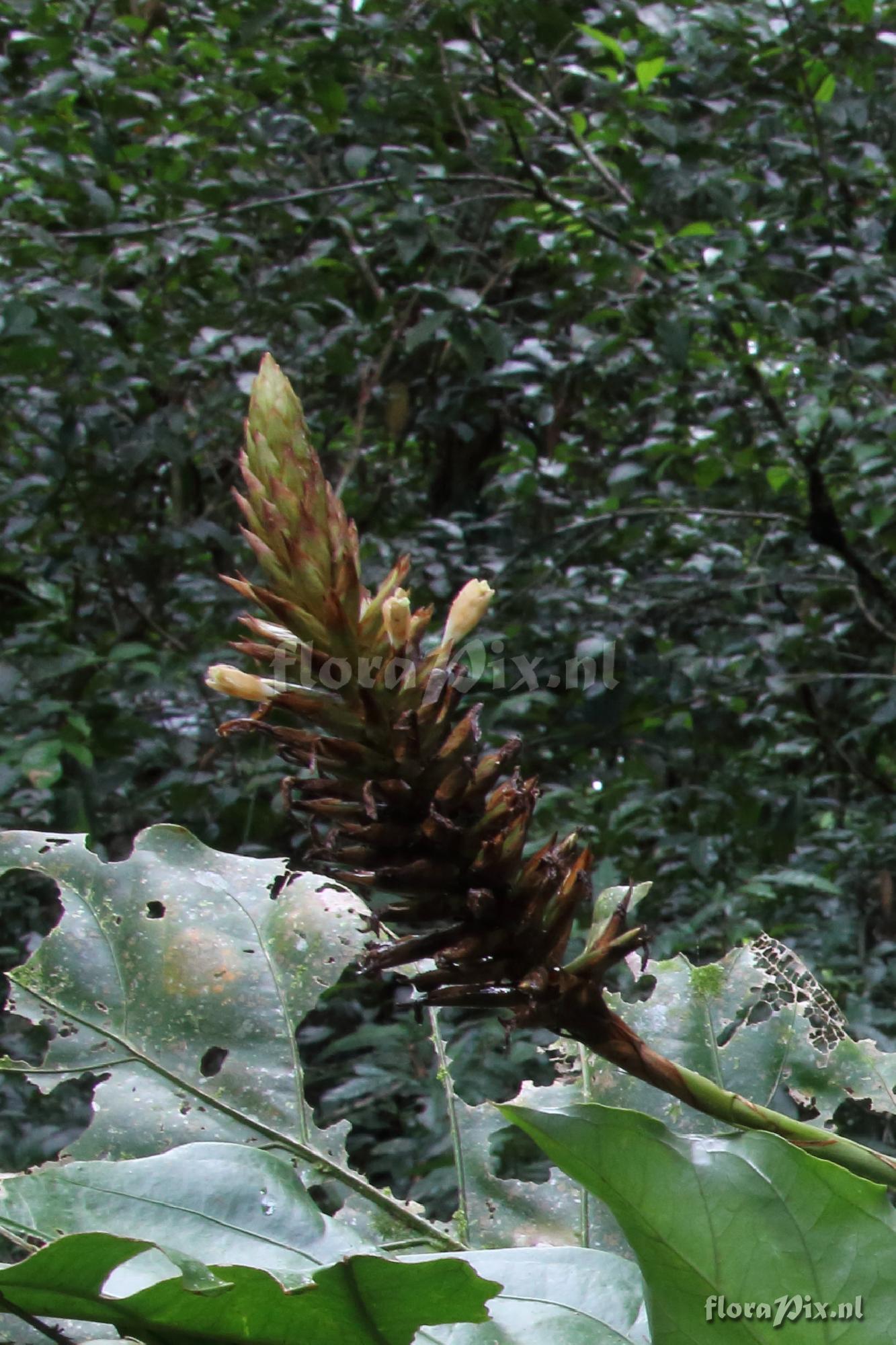 Guzmania calothyrsus