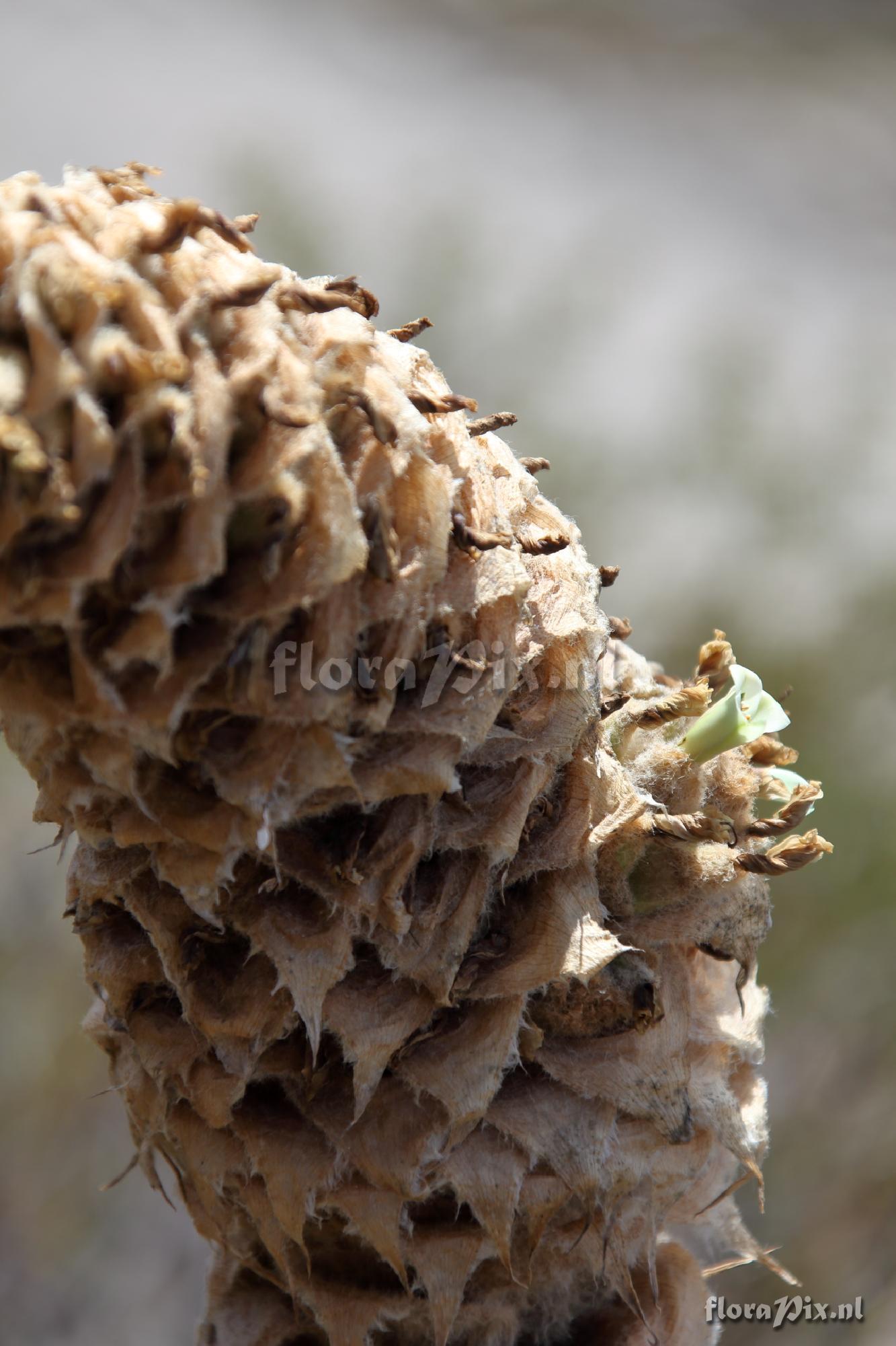 Puya sp.