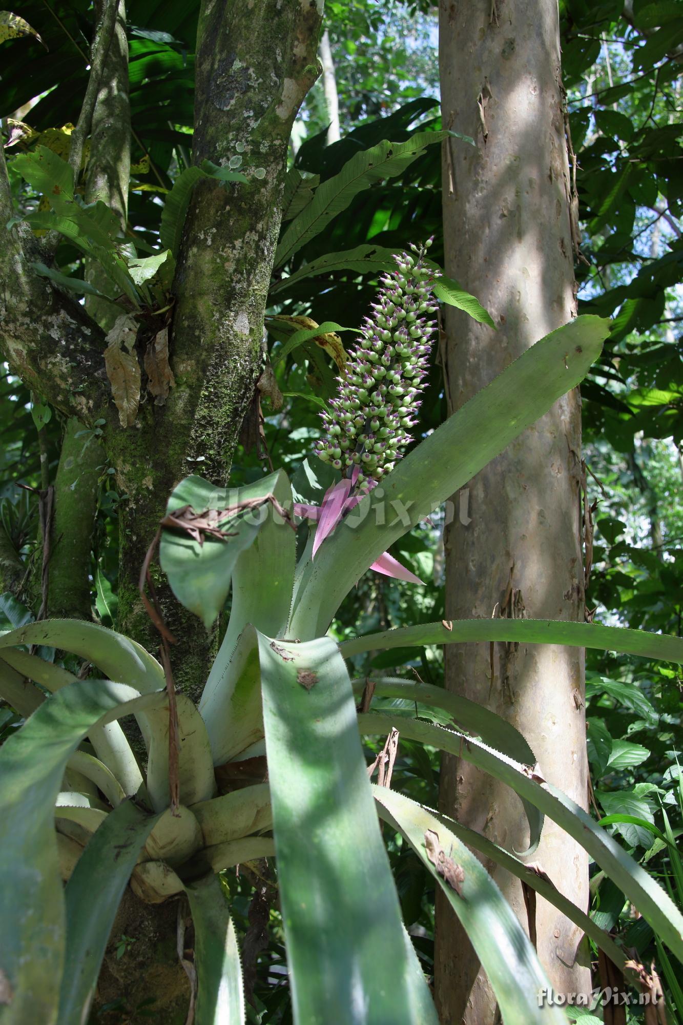 Aechmea castelnavii