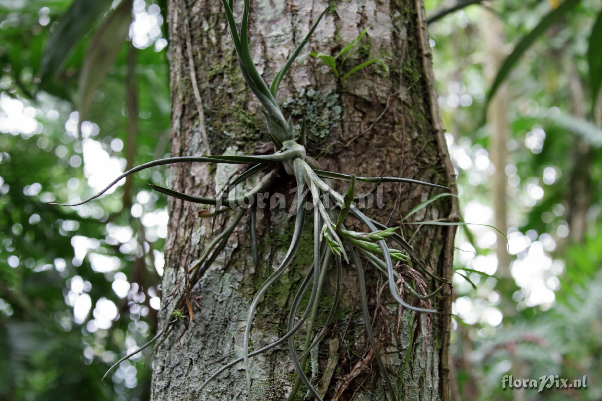 Tillandsia caput-medusae