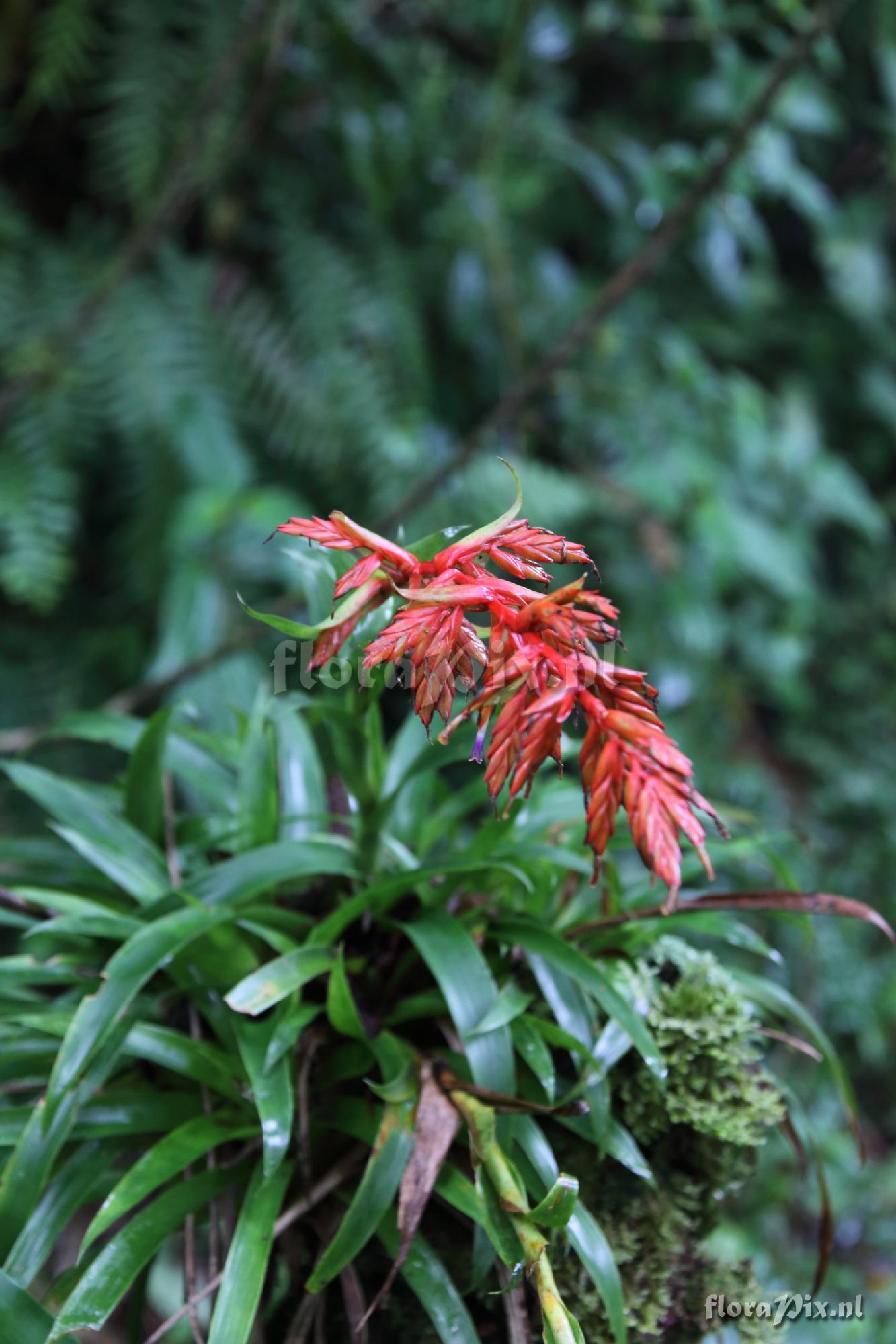 Tillandsia cf. excelsa