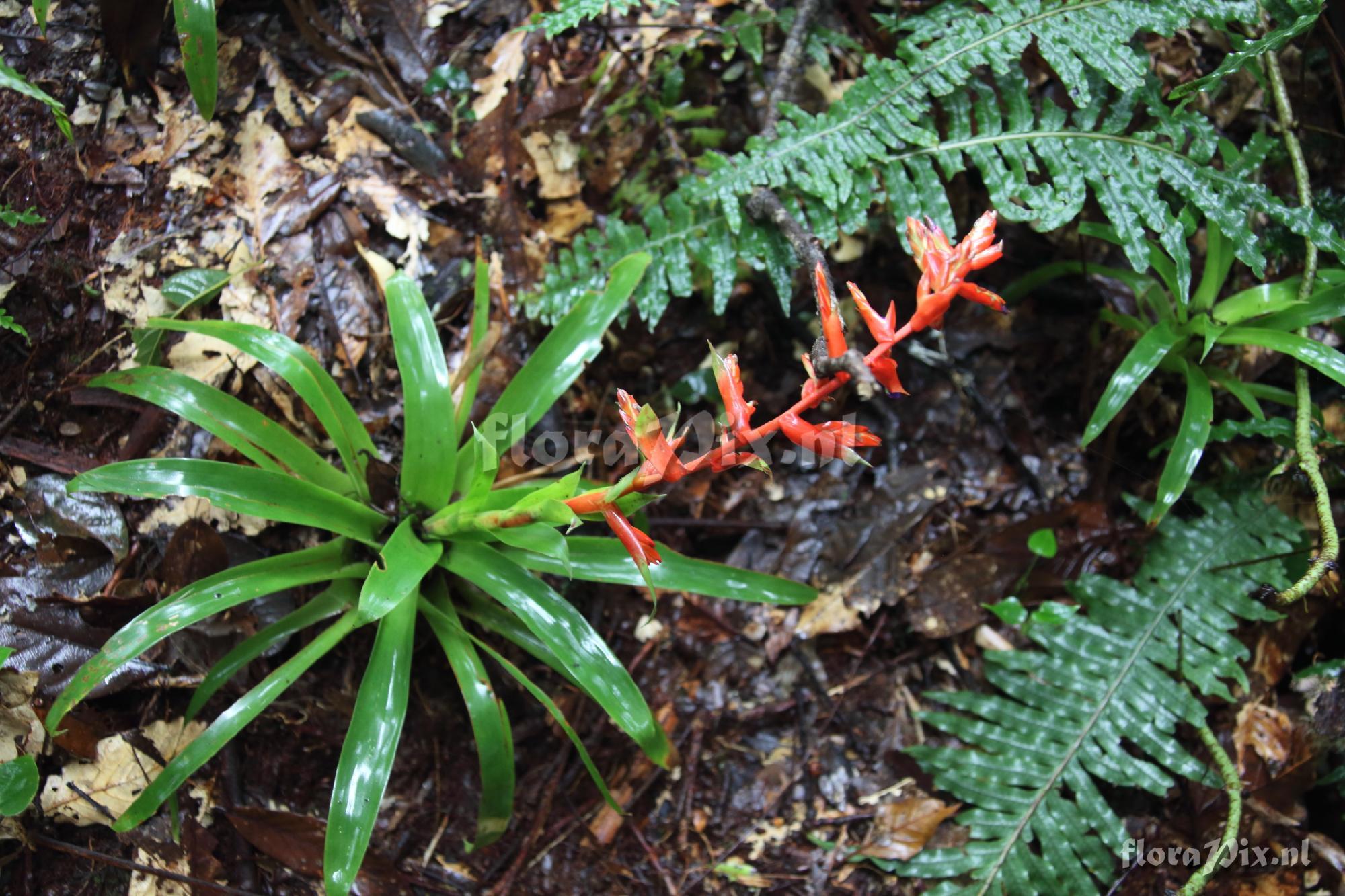 Tillandsia cf. excelsa