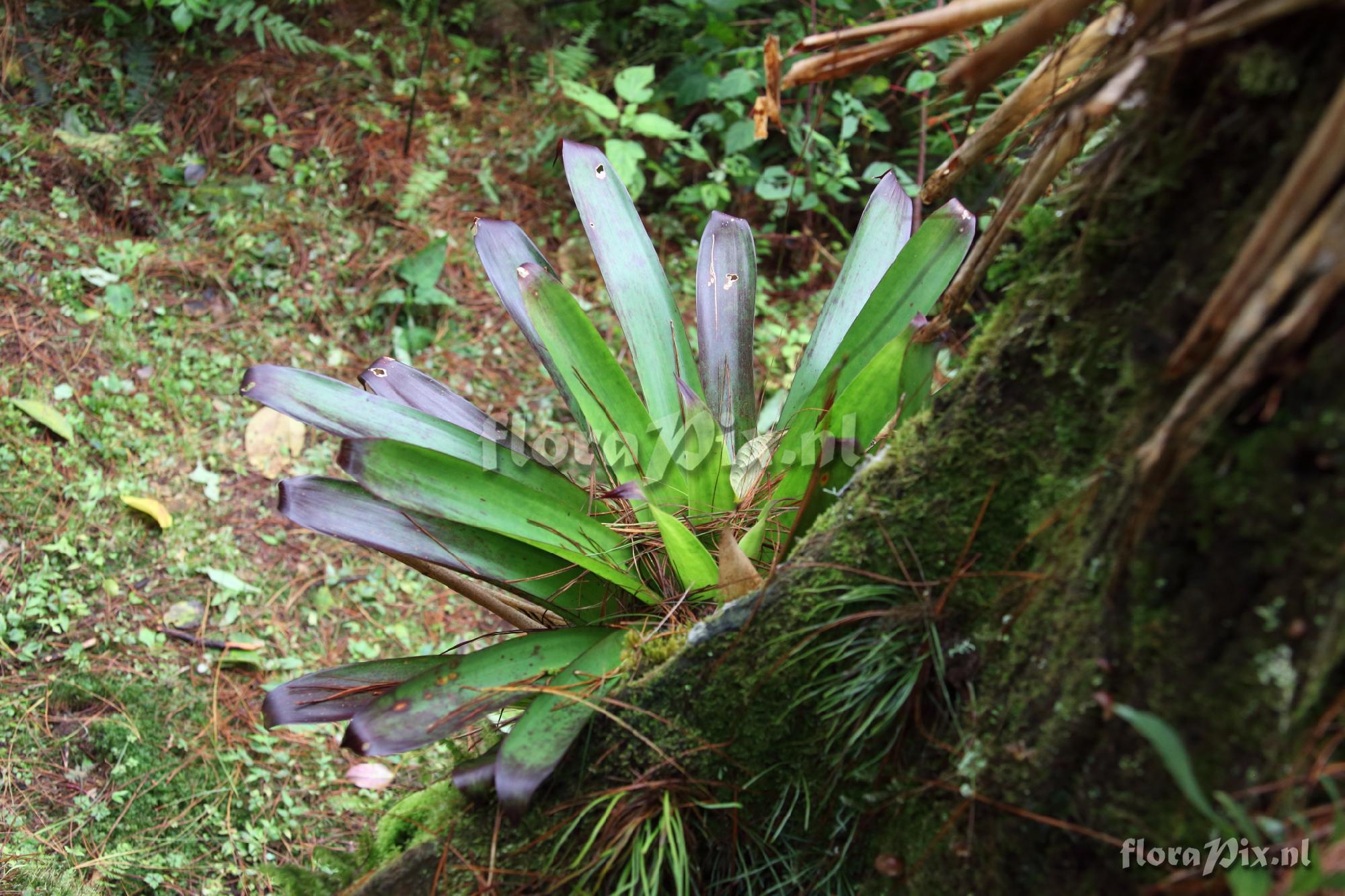 Werauhia sp