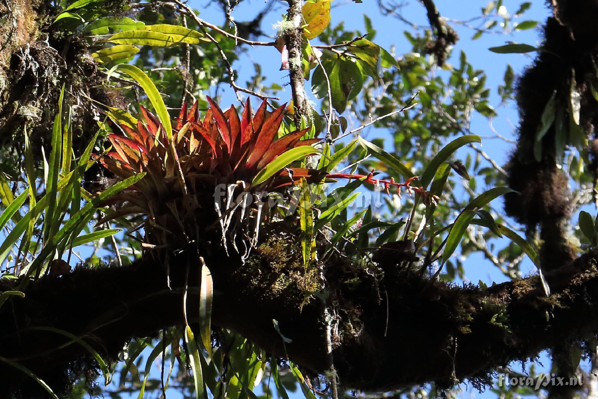 Tillandsia sp