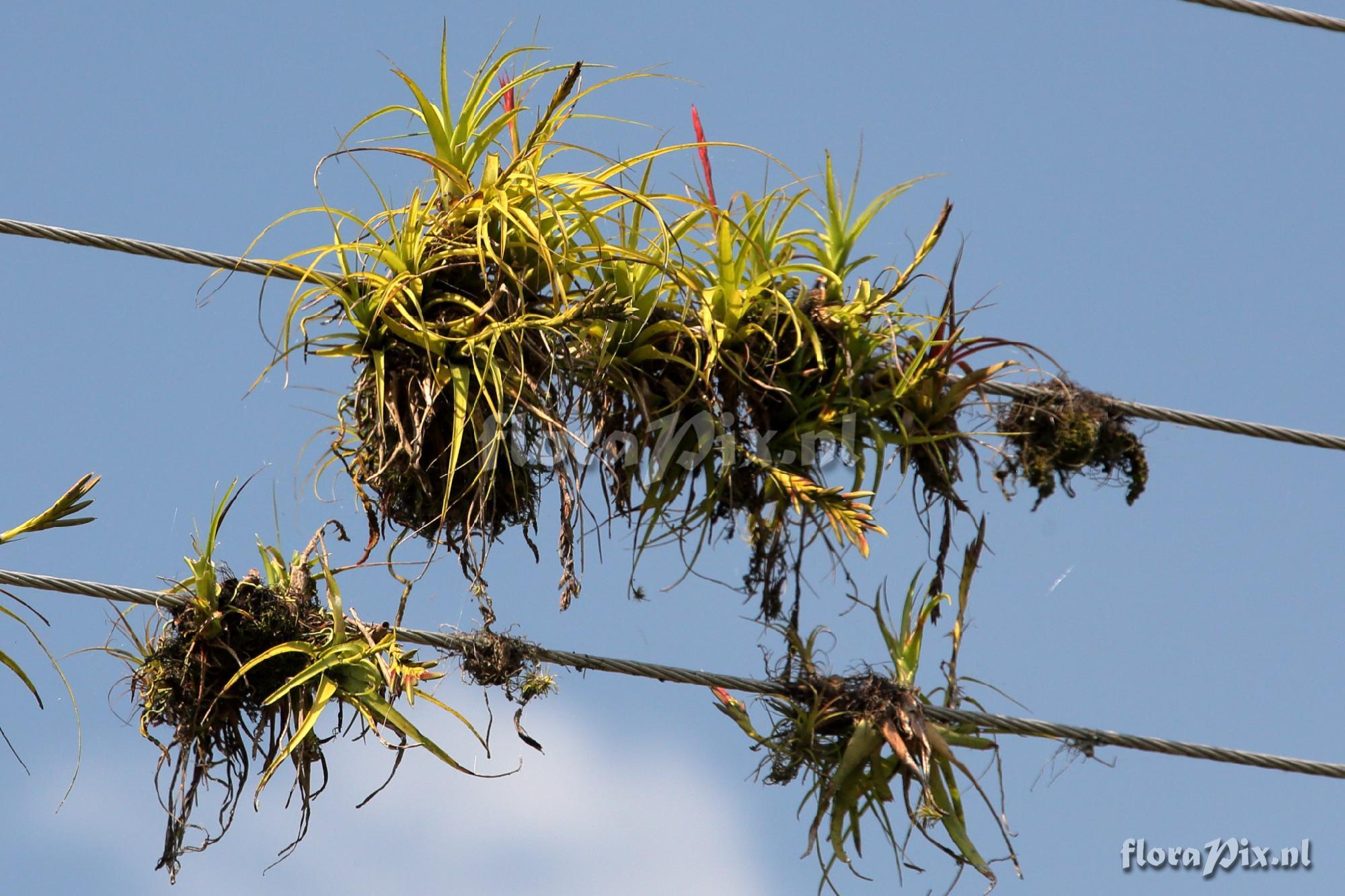 Tillandsia cf. polystachia