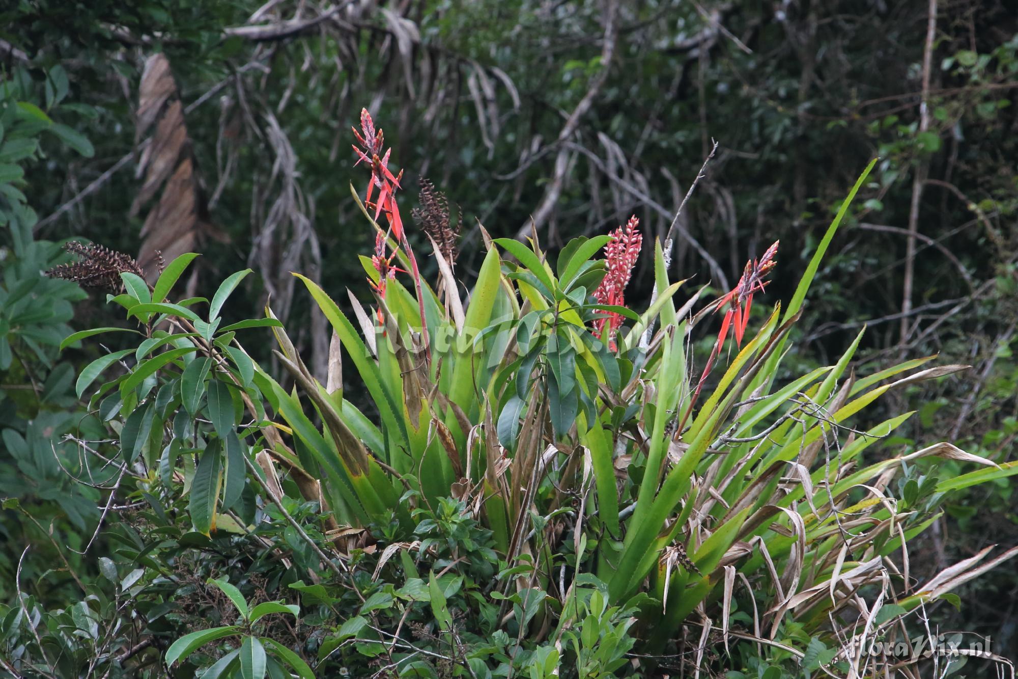 Aechmea tillandsioides