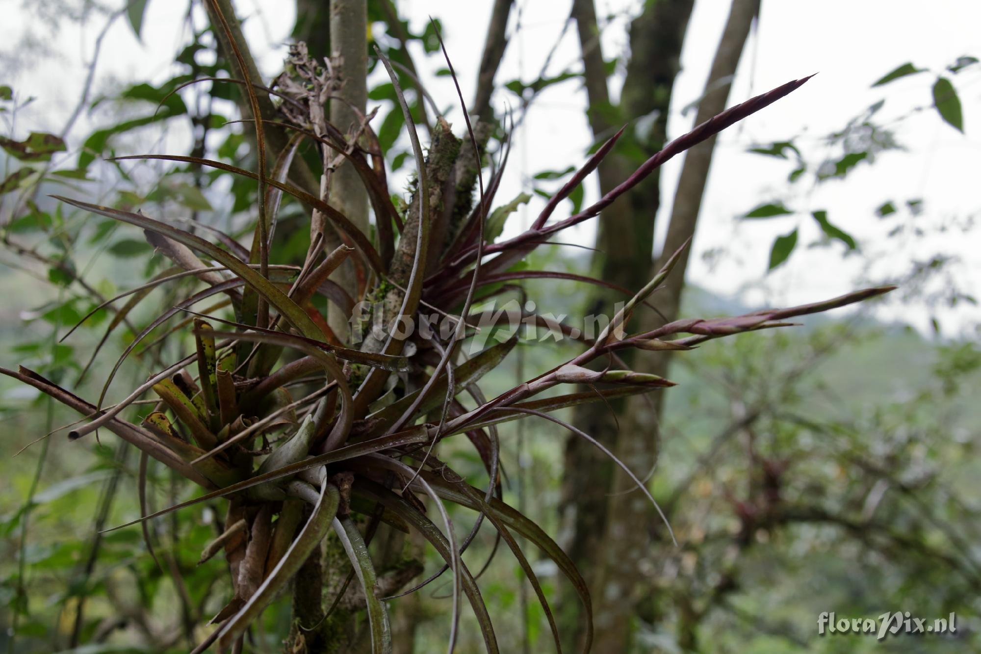 Tillandsia variabilis