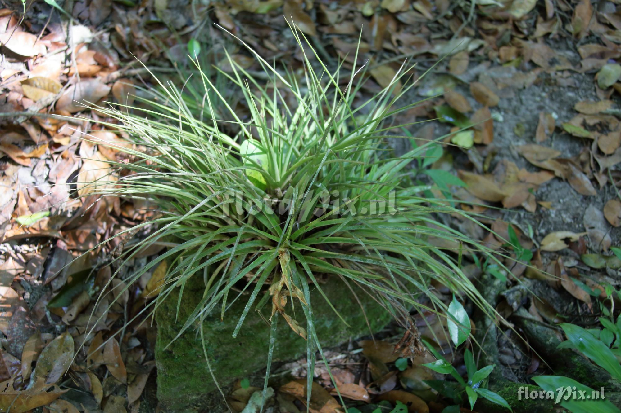 Tillandsia 