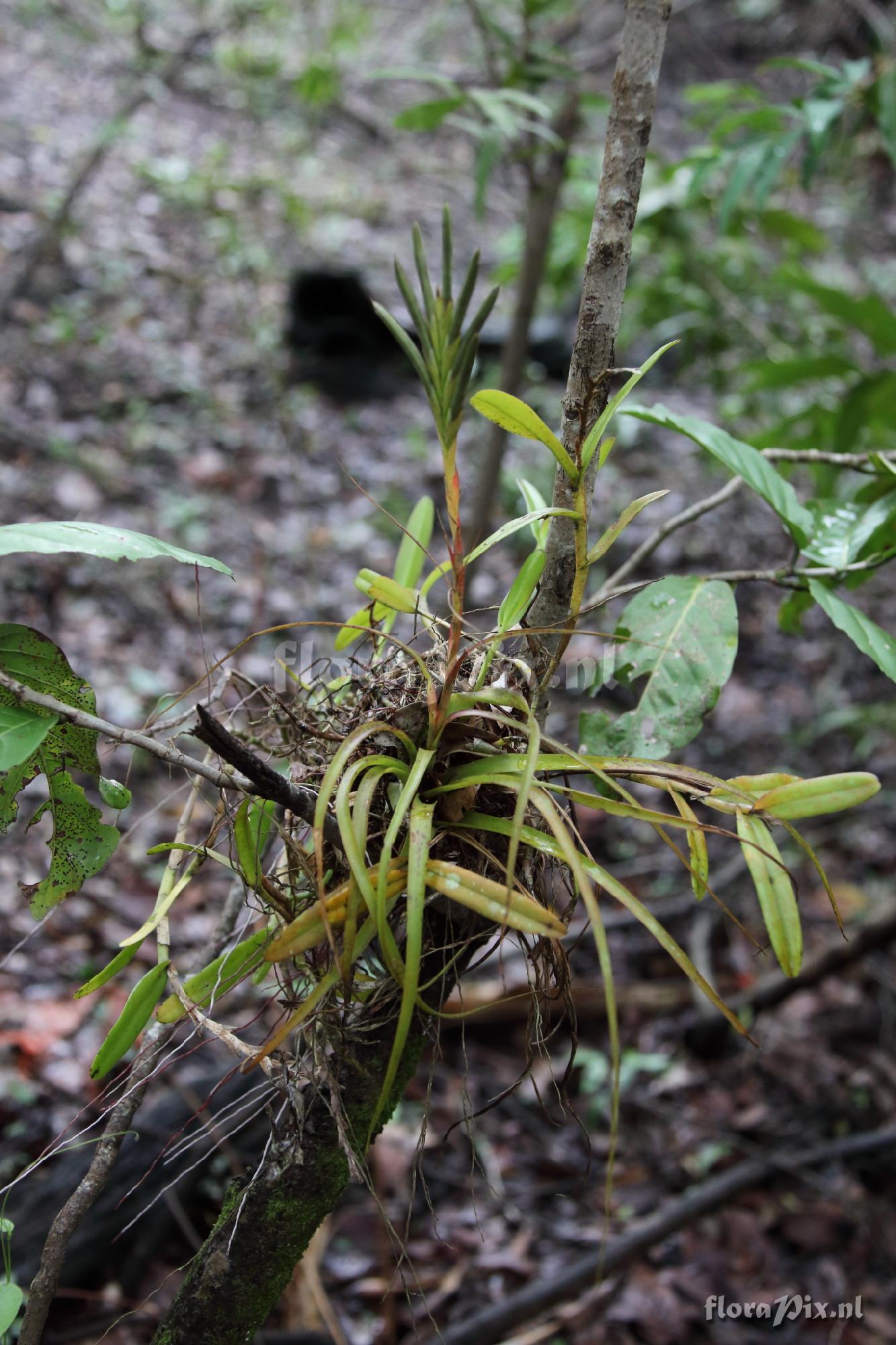 Tillandsia cf. polystachia