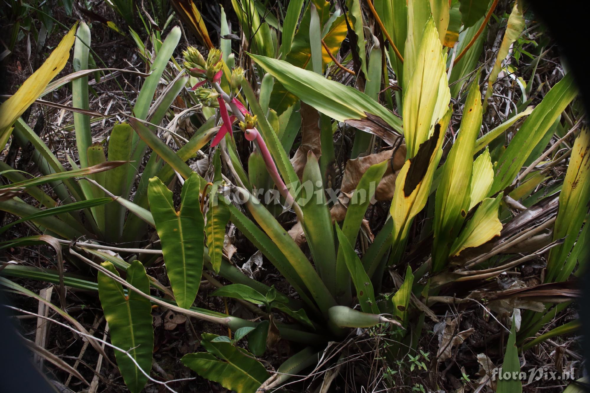 Aechmea aquilega