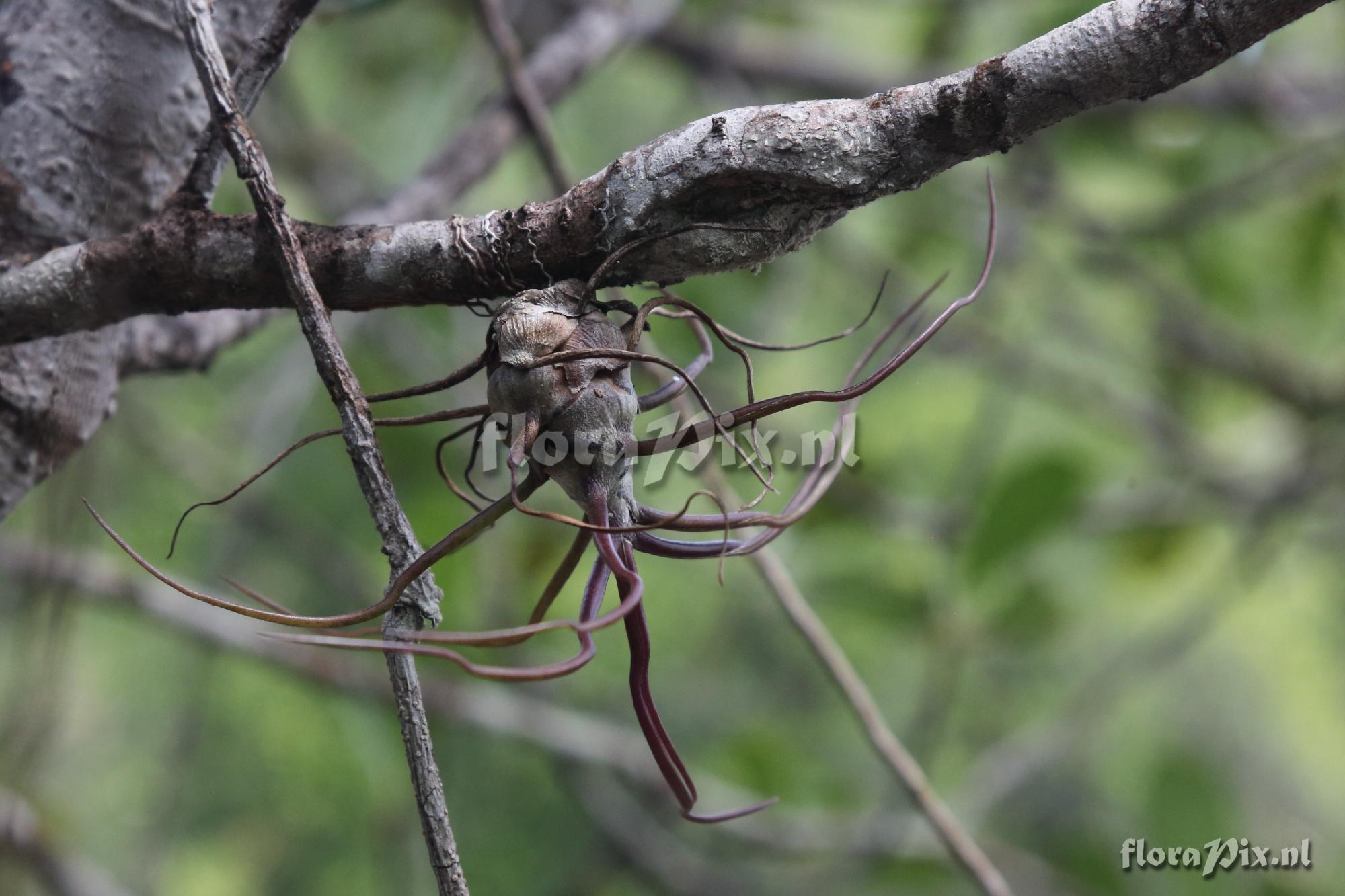 Tillandsia bulbosa