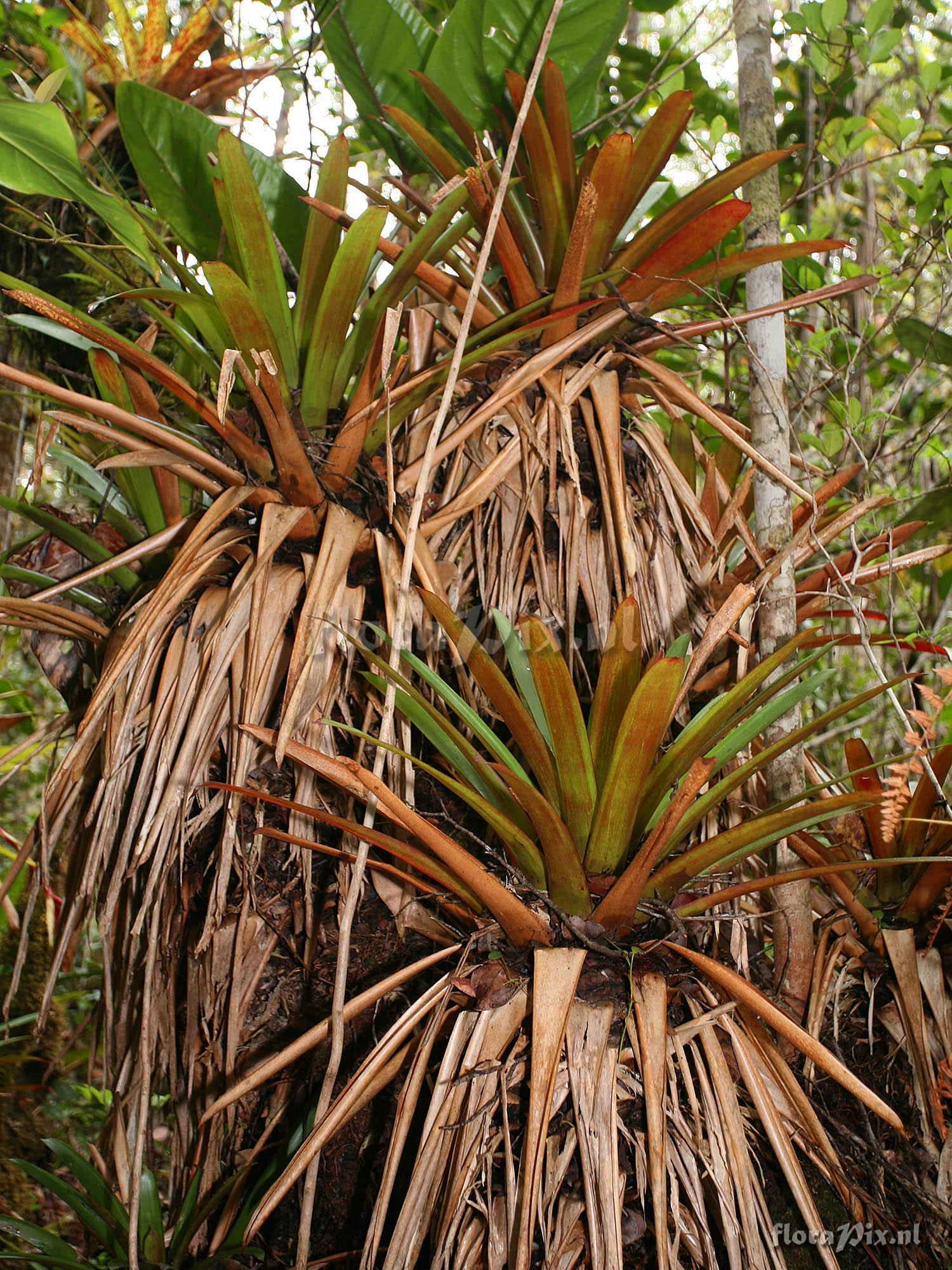 Vriesea duidae