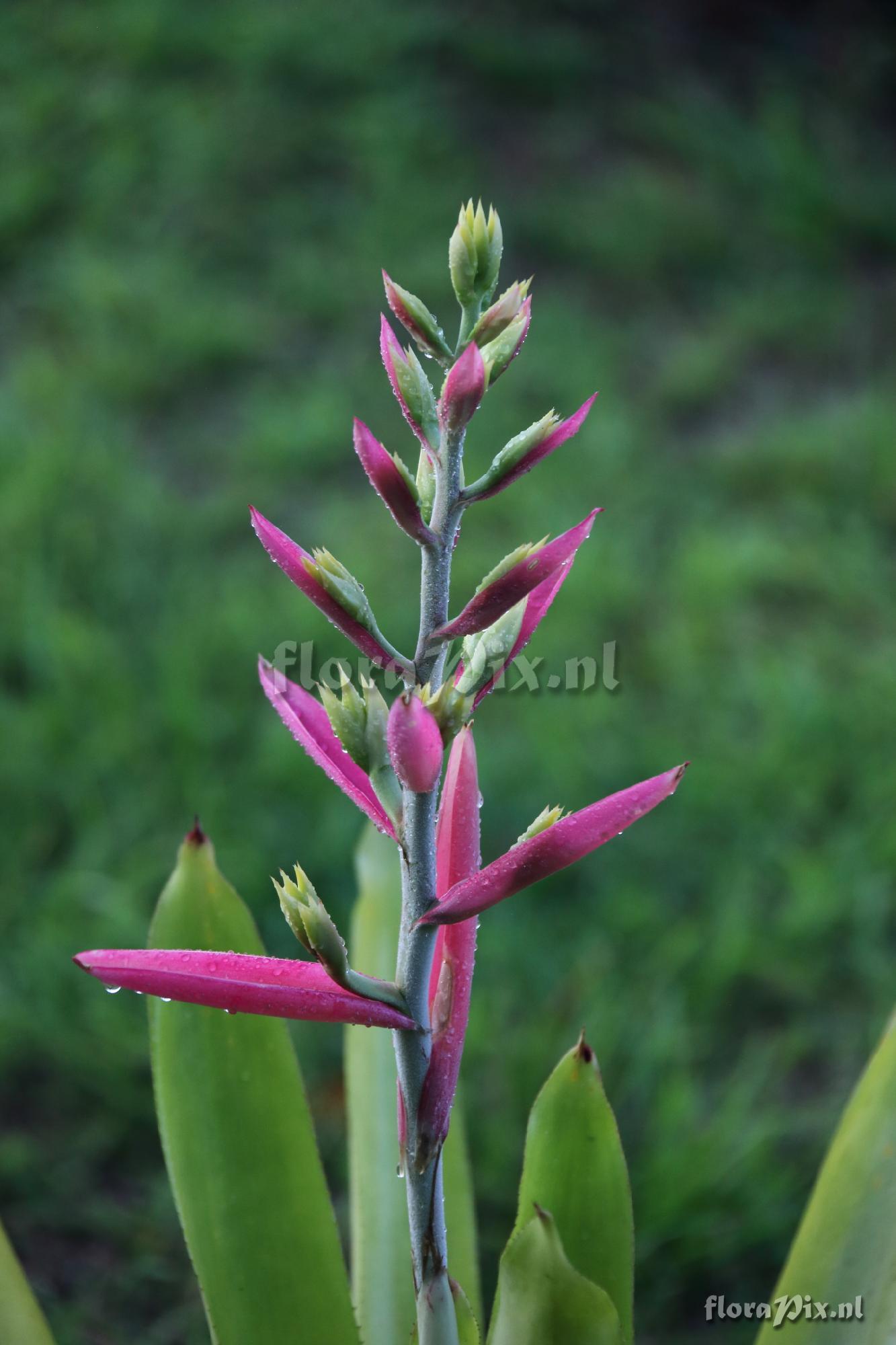 Aechmea aquilega