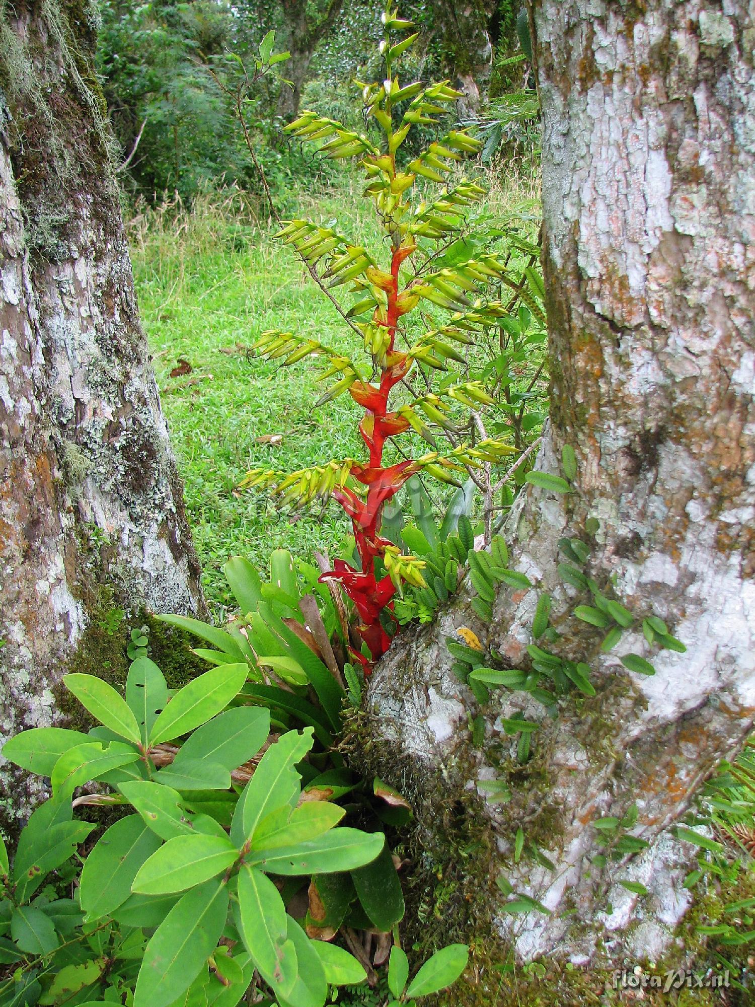 Vriesea reitzii