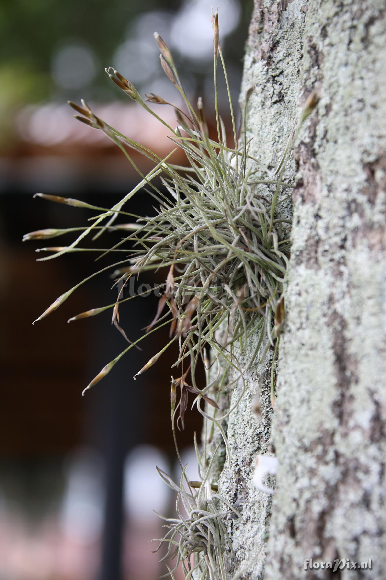 Tillandsia recurvata