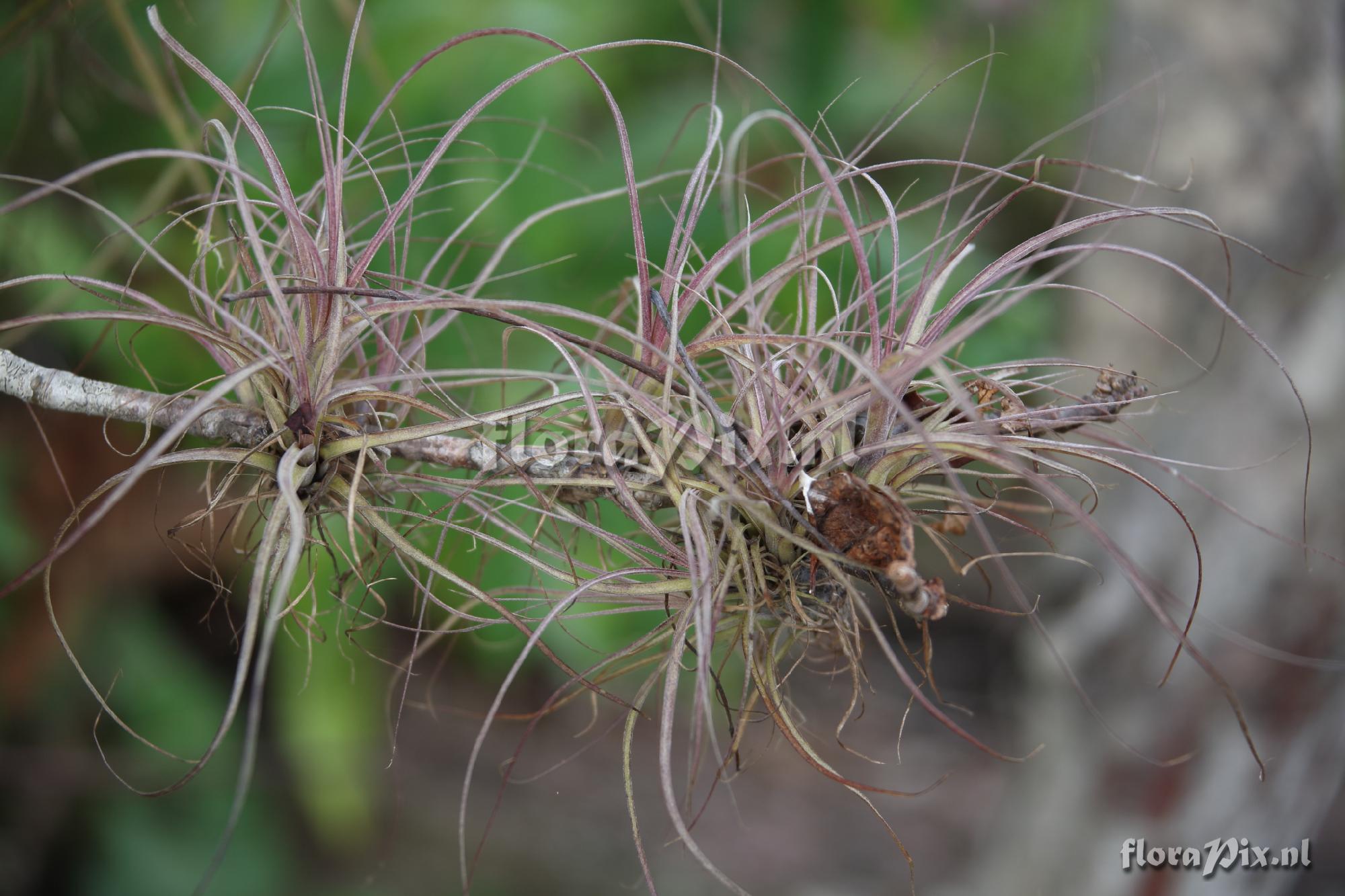 Tillandsia balbisiana