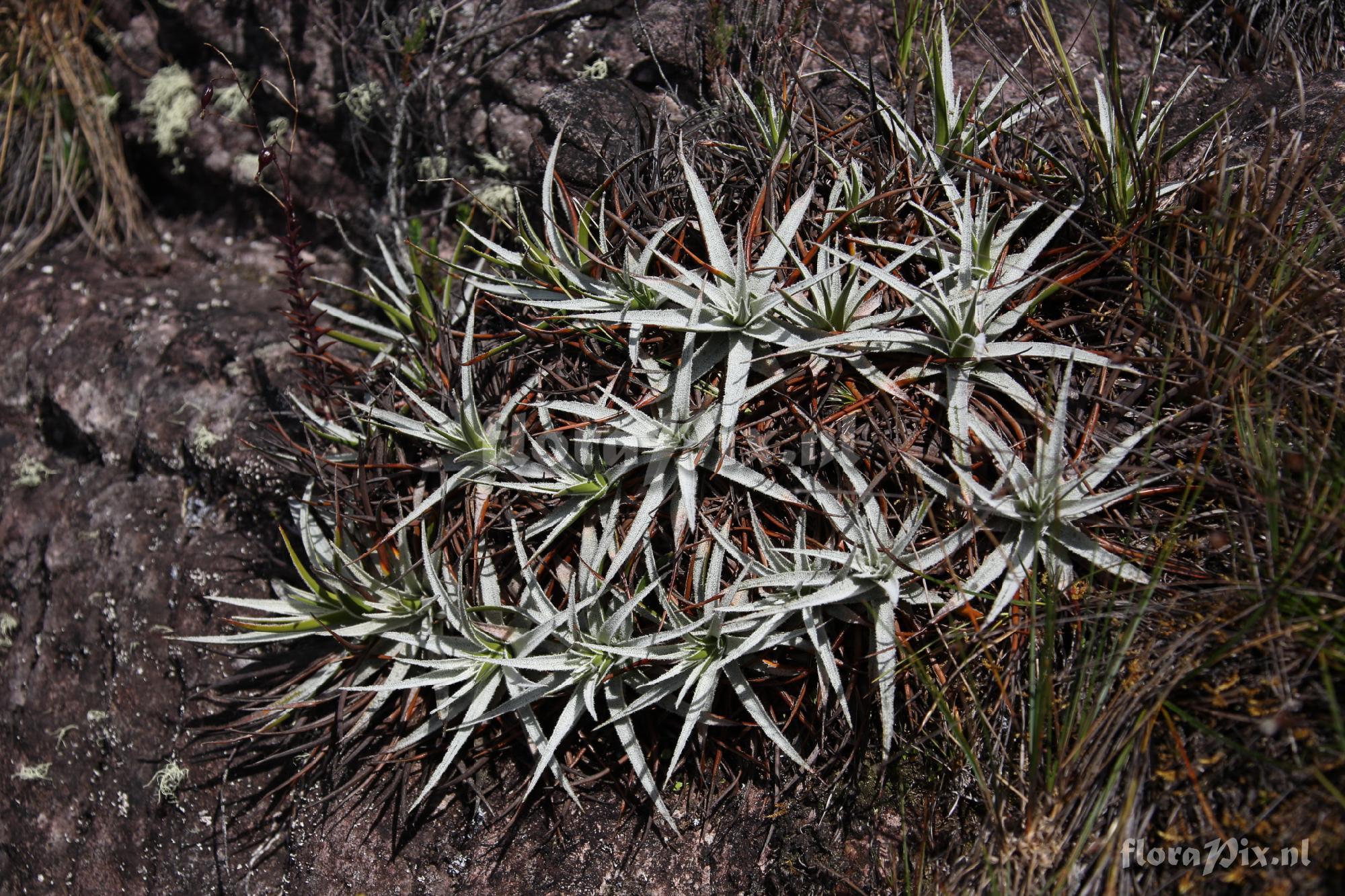 Connellia quelchii