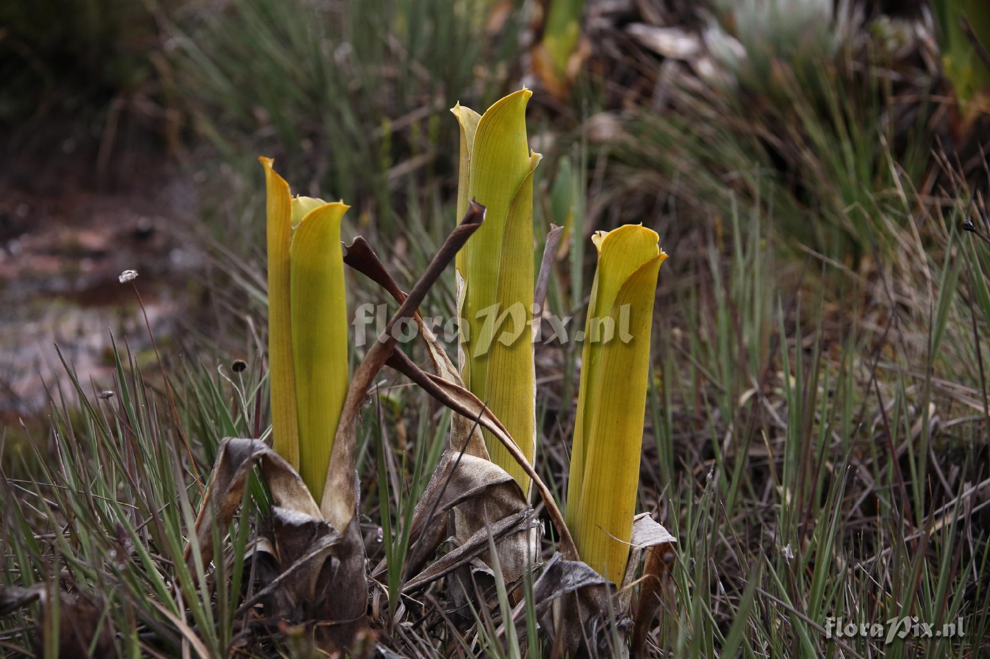 Brocchinia reducta