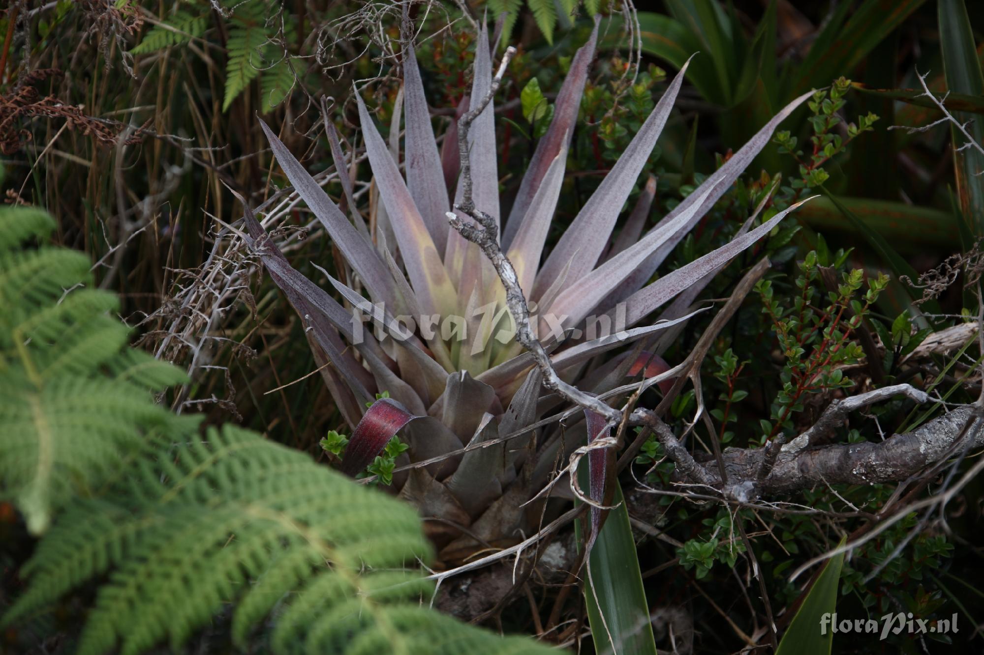 Tillandsia sp