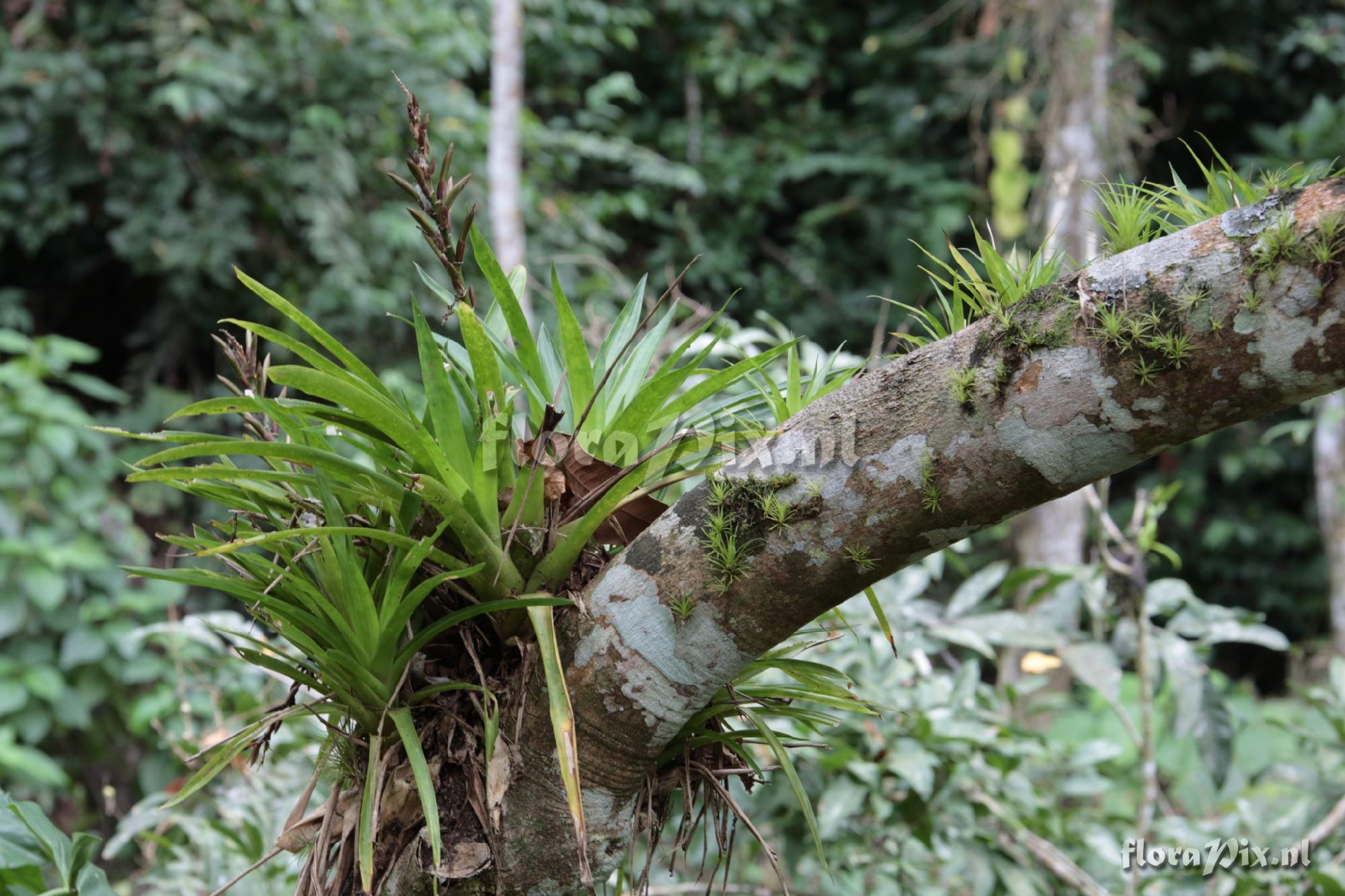 Tillandsia sp.