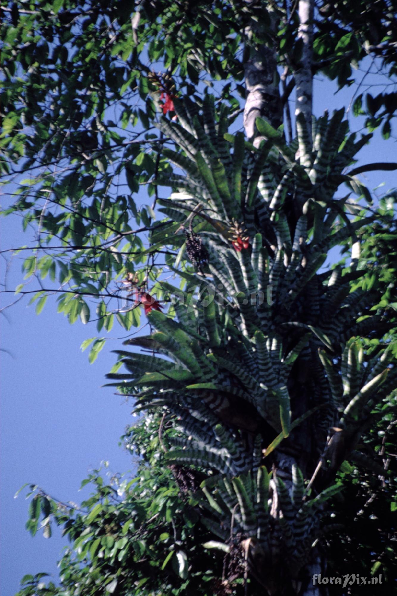 Aechmea chantinii
