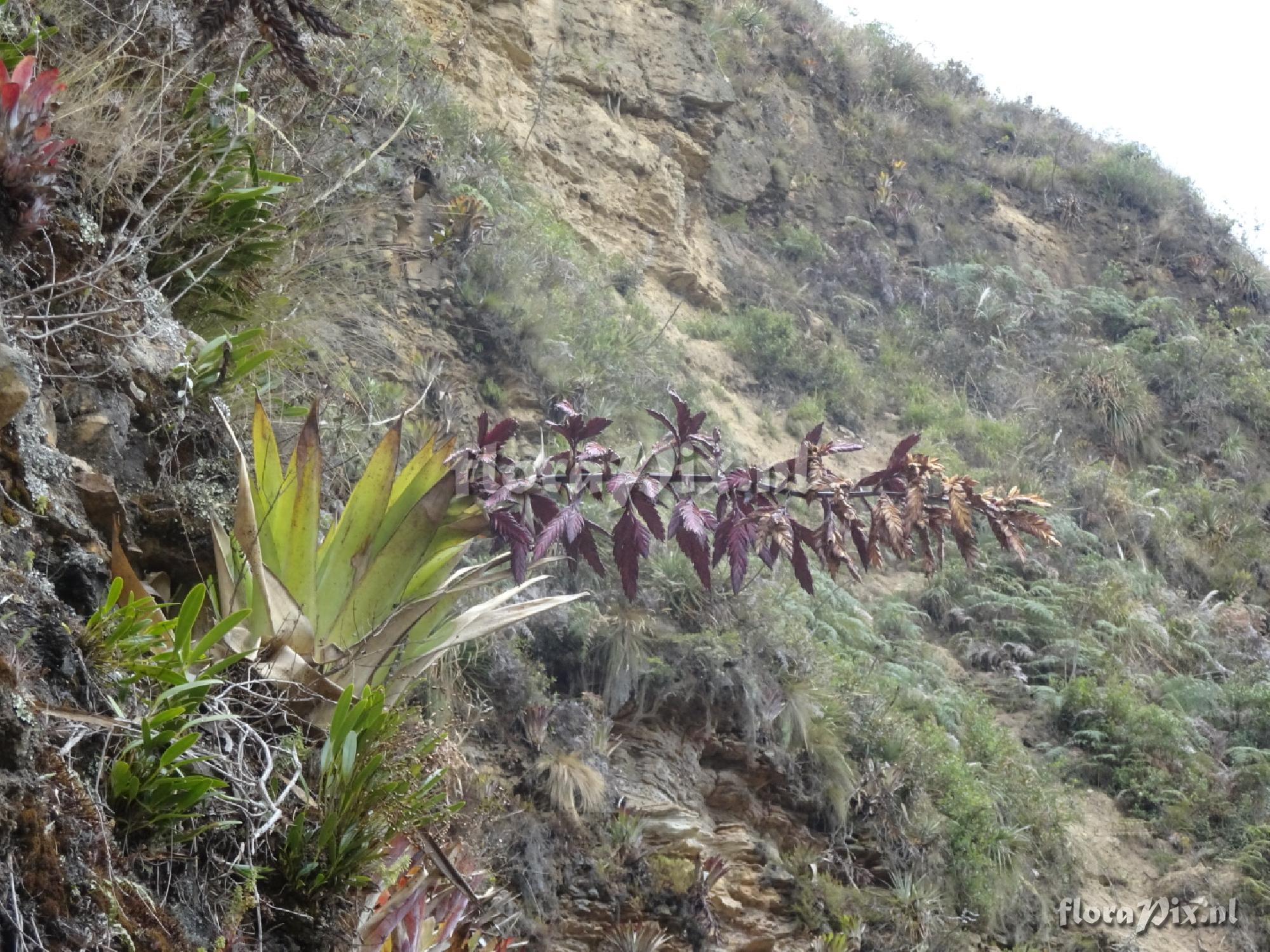 Tillandsia sagasteguii