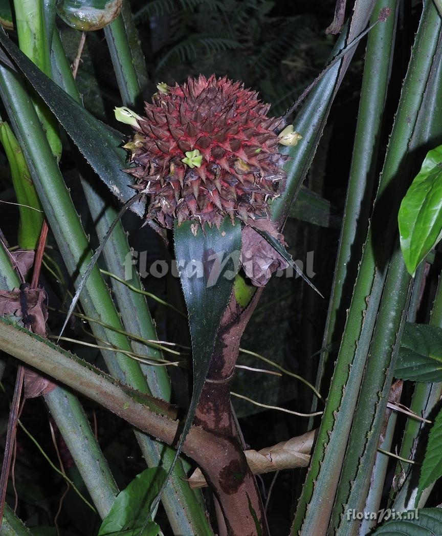 Aechmea cf. tayoensis