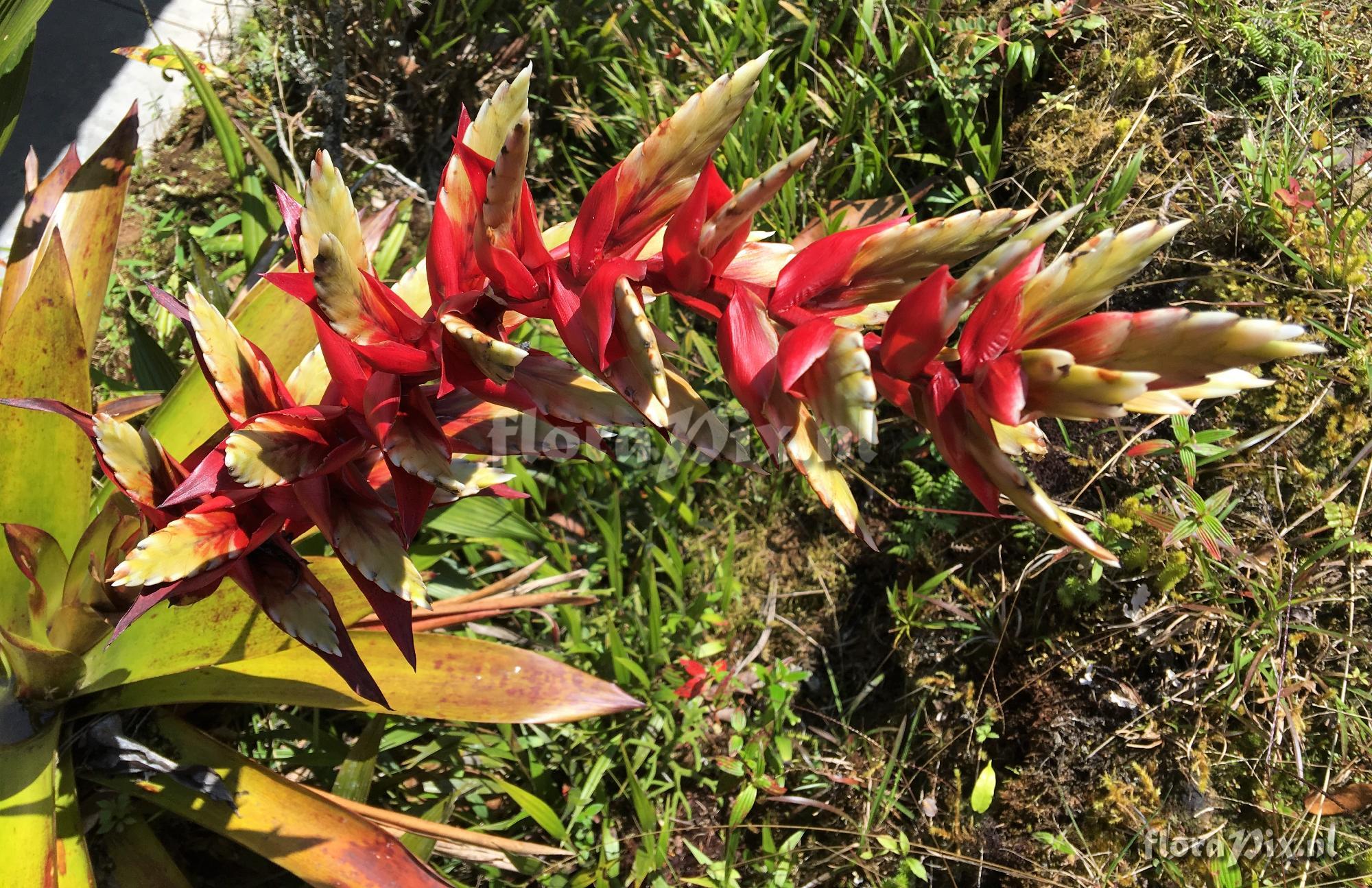 Tillandsia schimperiana