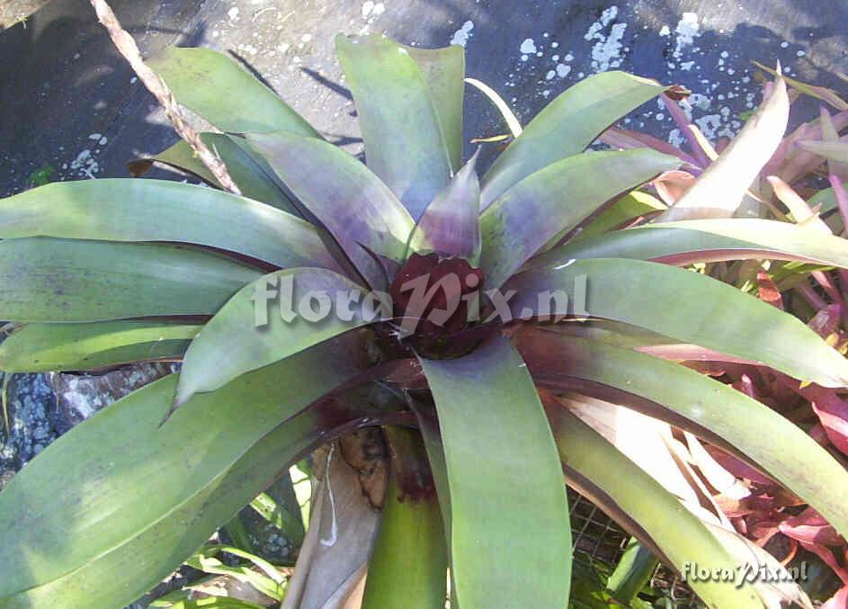 Werauhia sanguinolenta