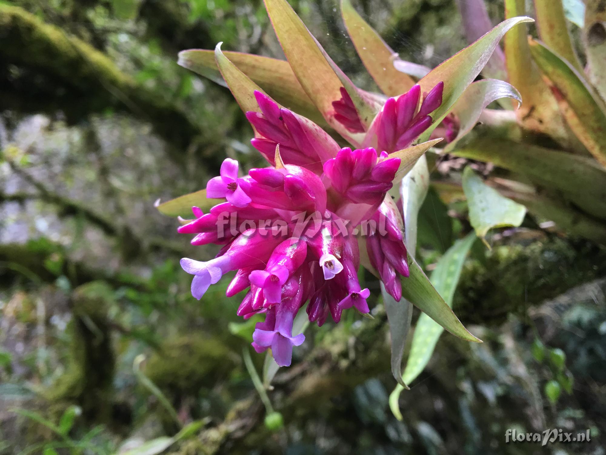 Tillandsia biflora