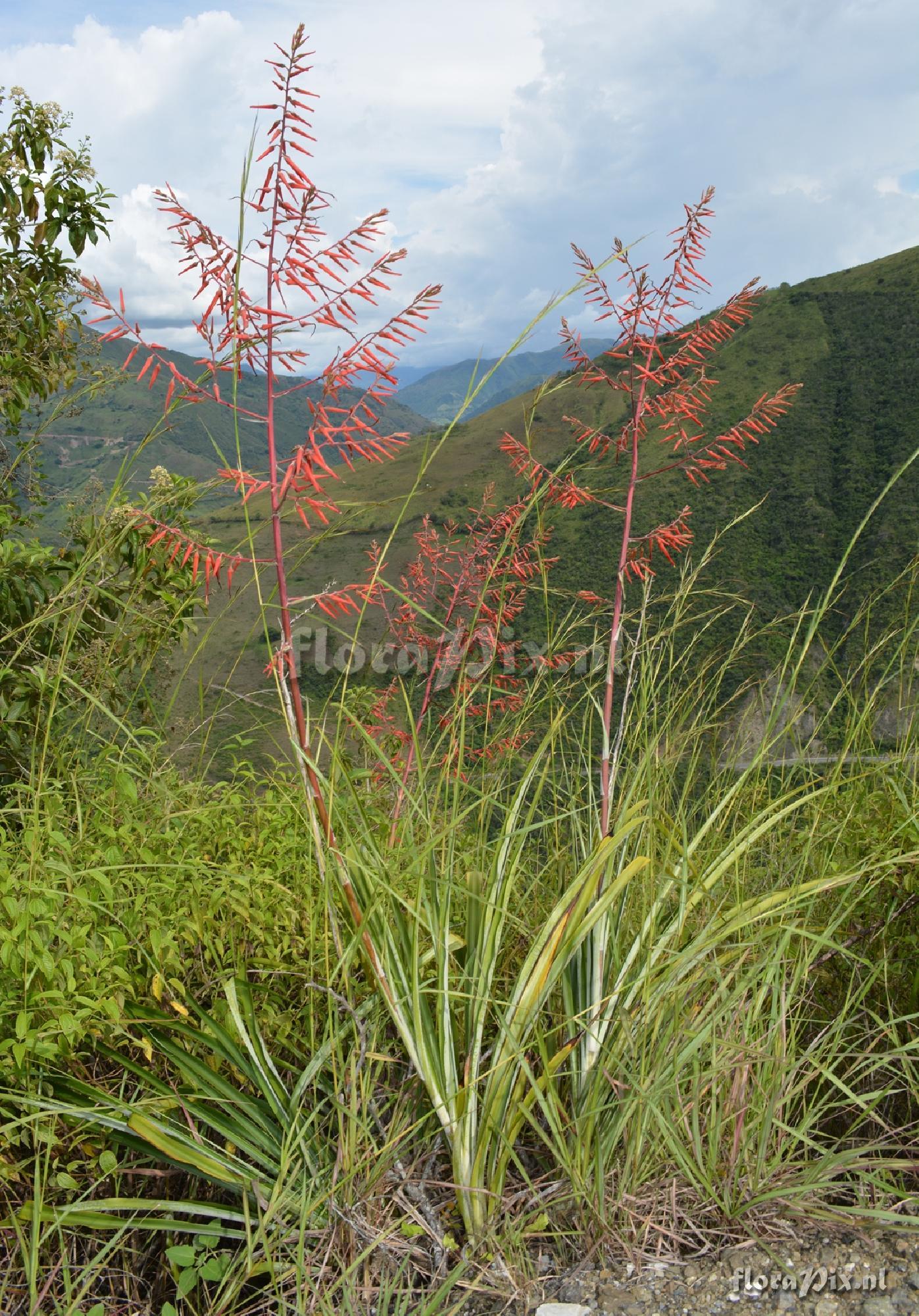 Pitcairnia spec.