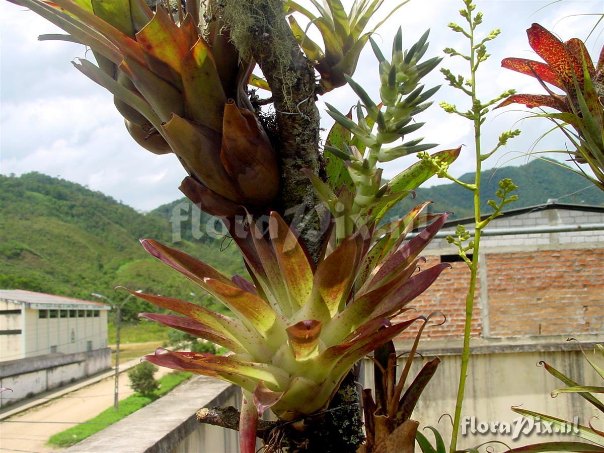 Tillandsia biflora (Colombia)