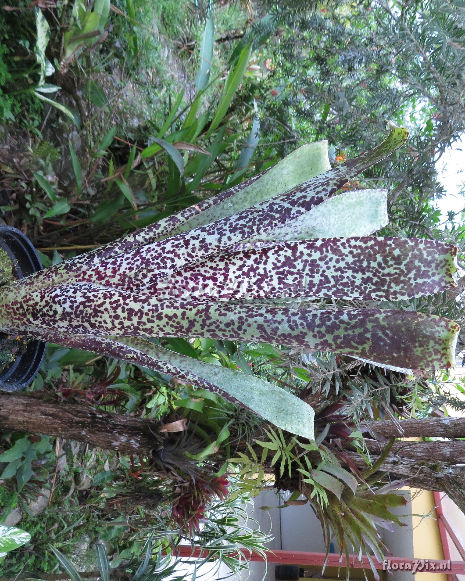 Tillandsia brenneri