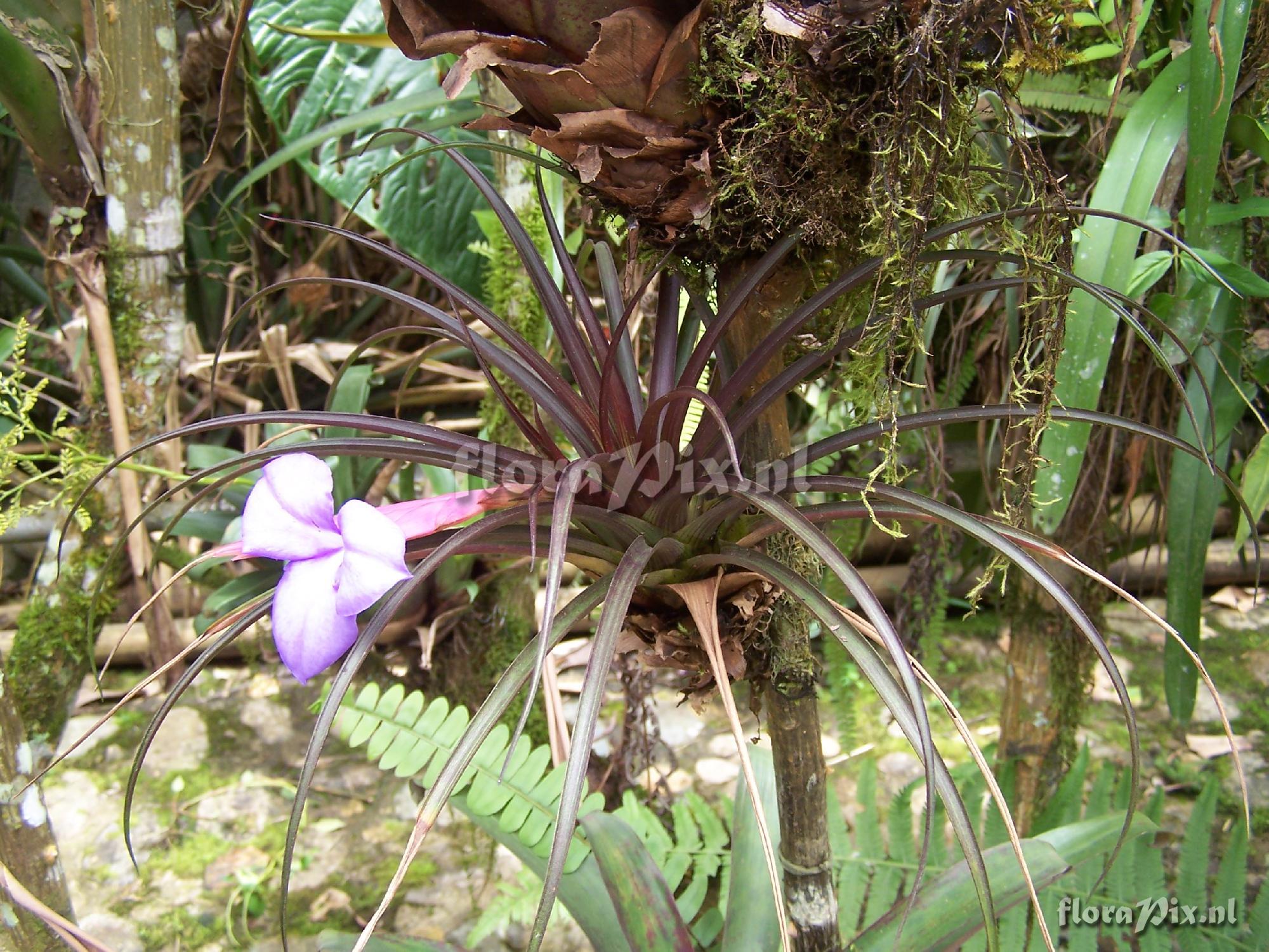 Tillandsia cyanea var. tricolor