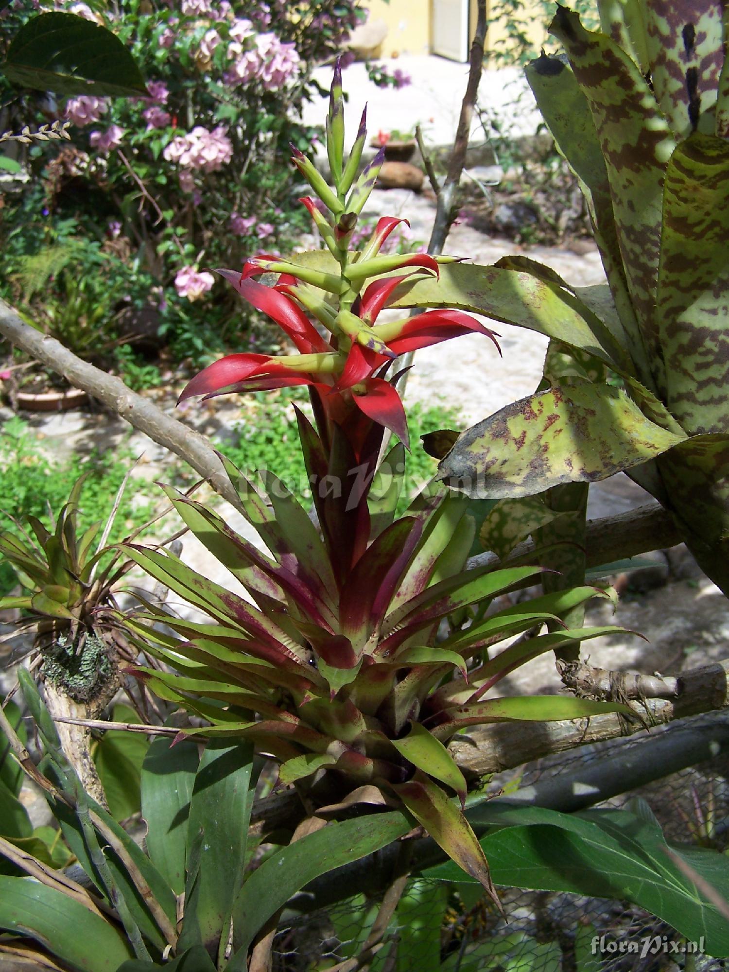 Tillandsia leiboldiana