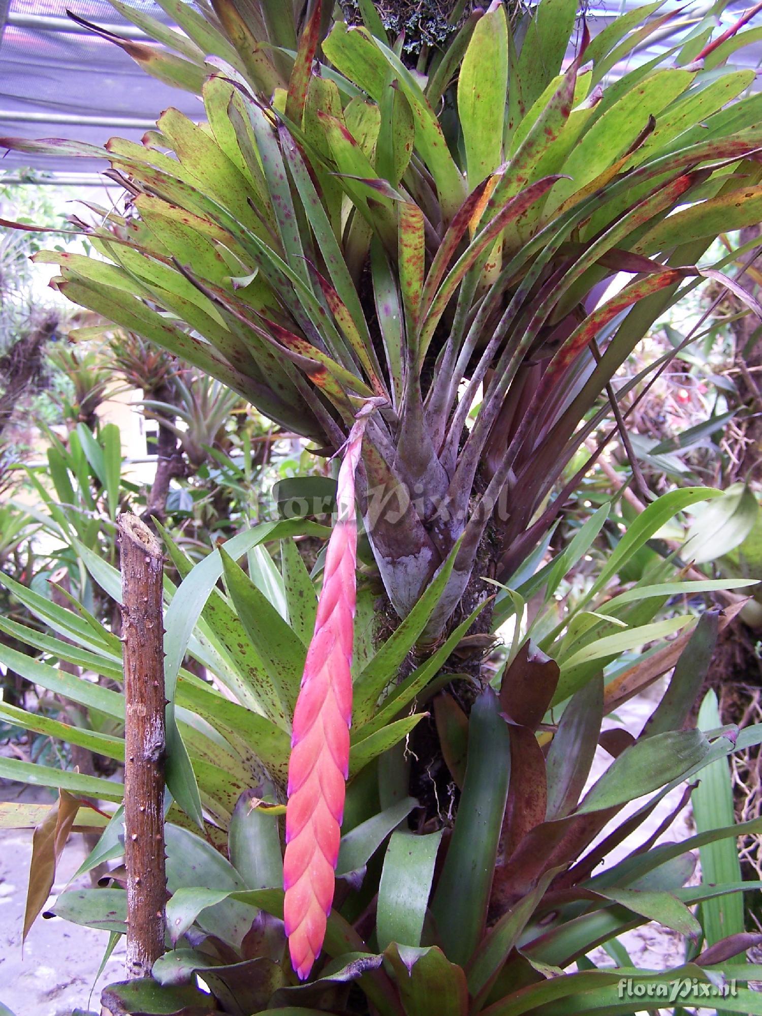 Tillandsia rhodosticta