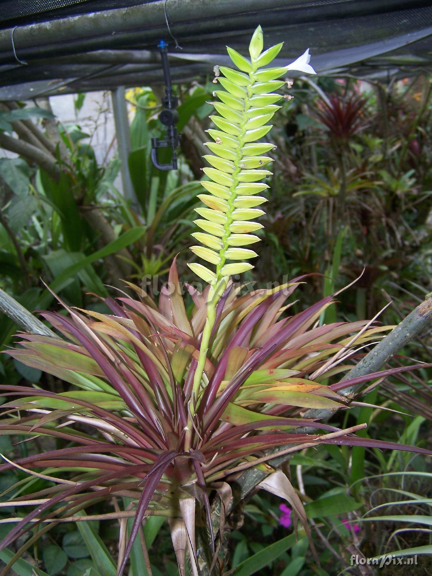 Tillandsia scaligera