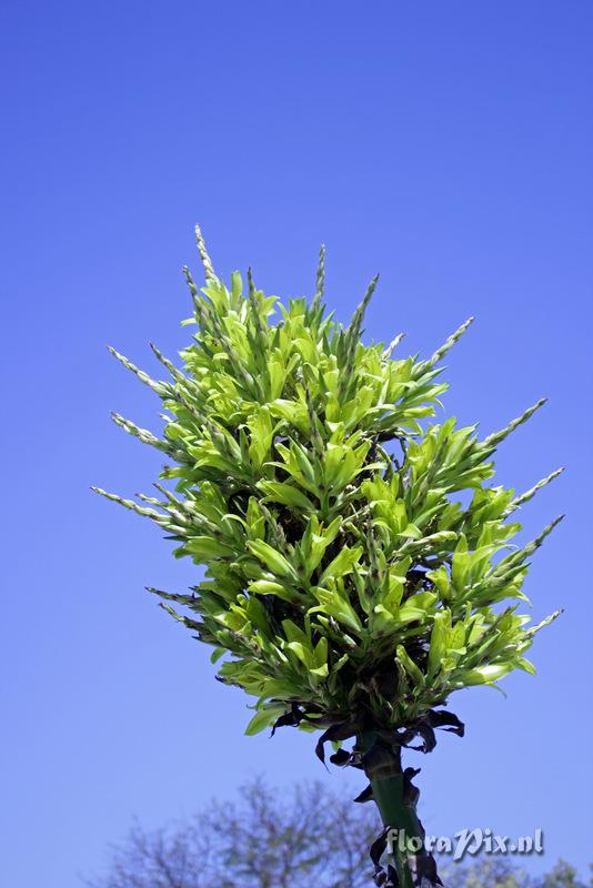 Puya chilensis