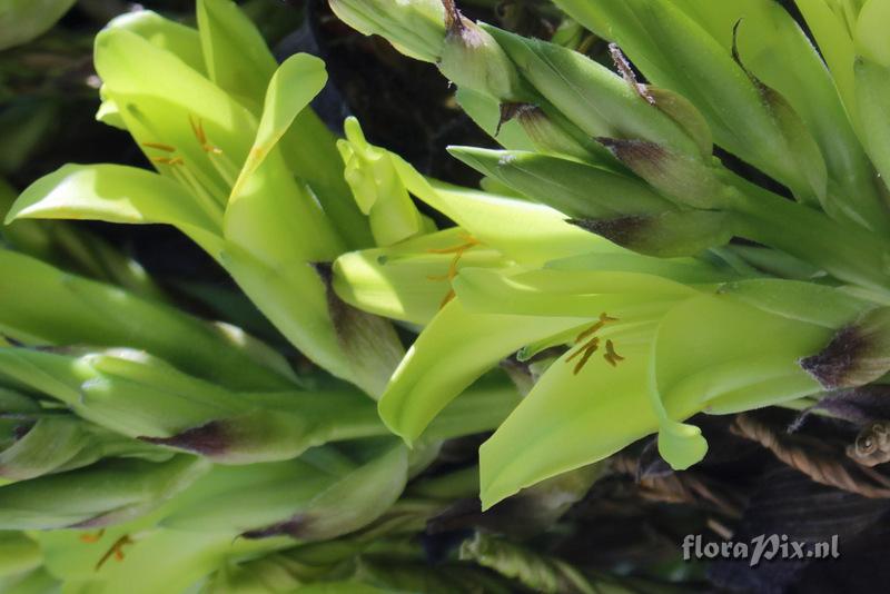 Puya chilensis