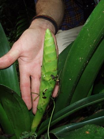 Werauhia gladioliflora