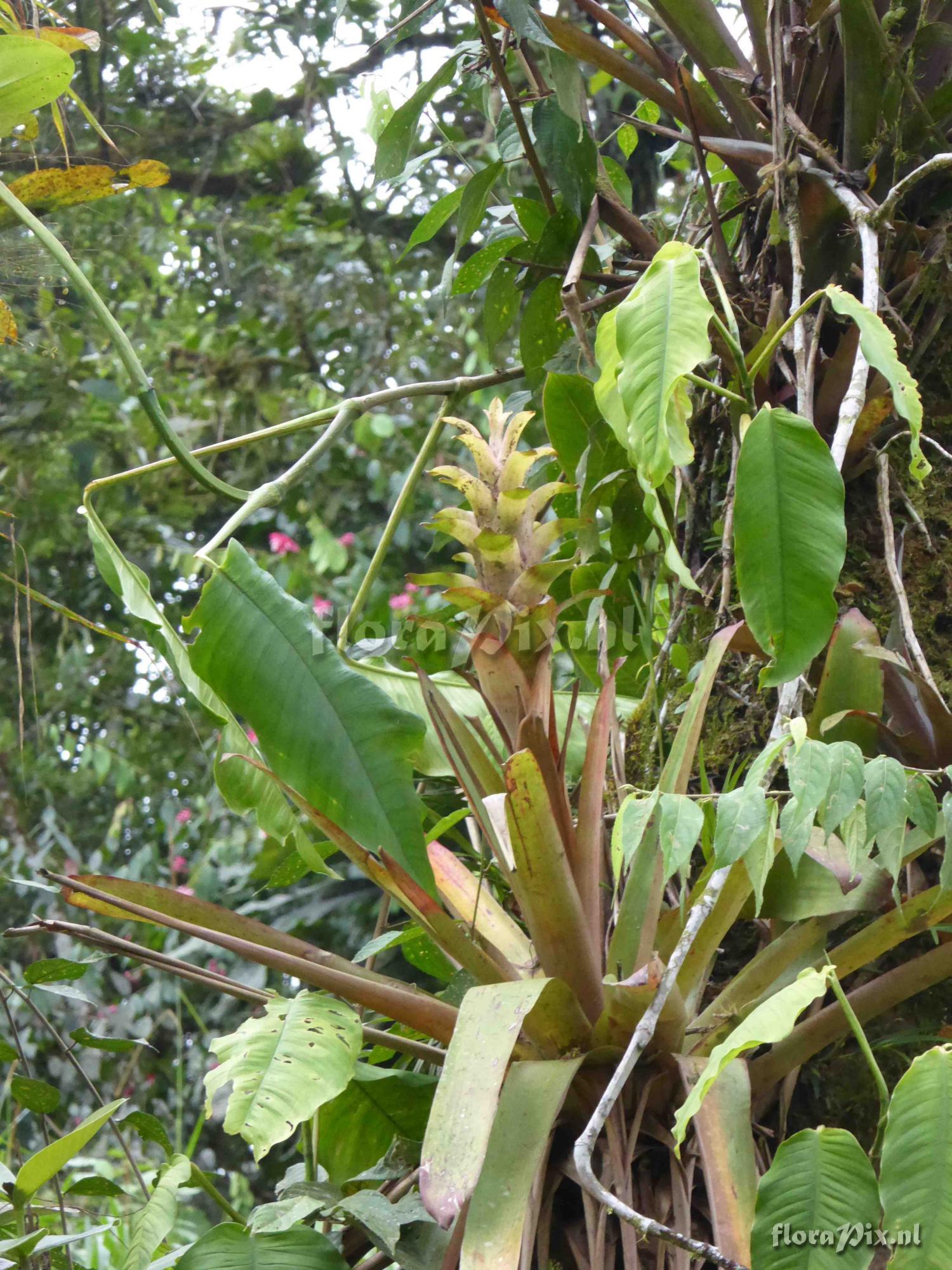 Guzmania sp