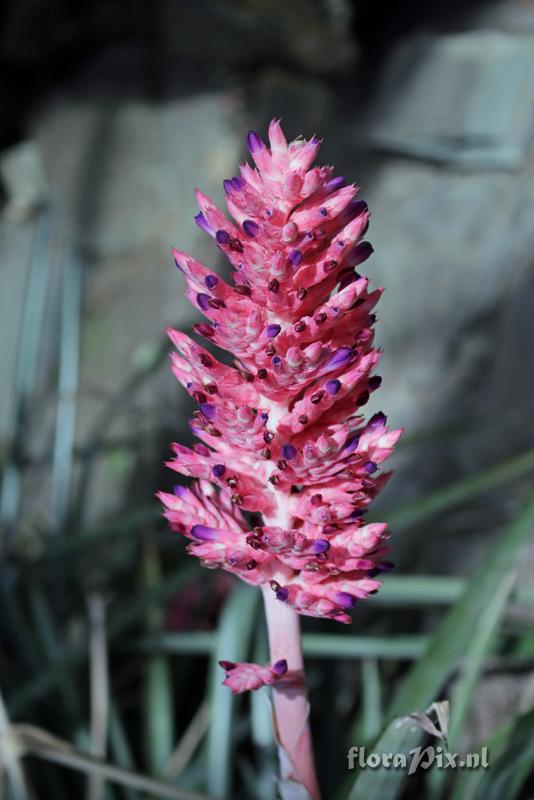 Aechmea distichantha var distichantha