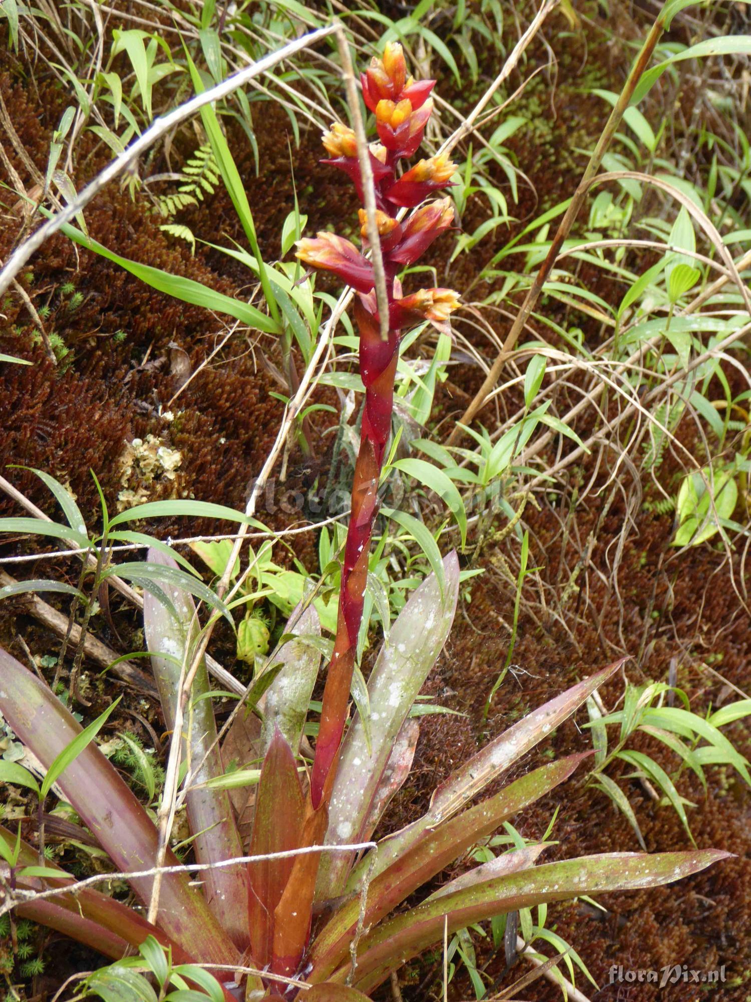Guzmania sp