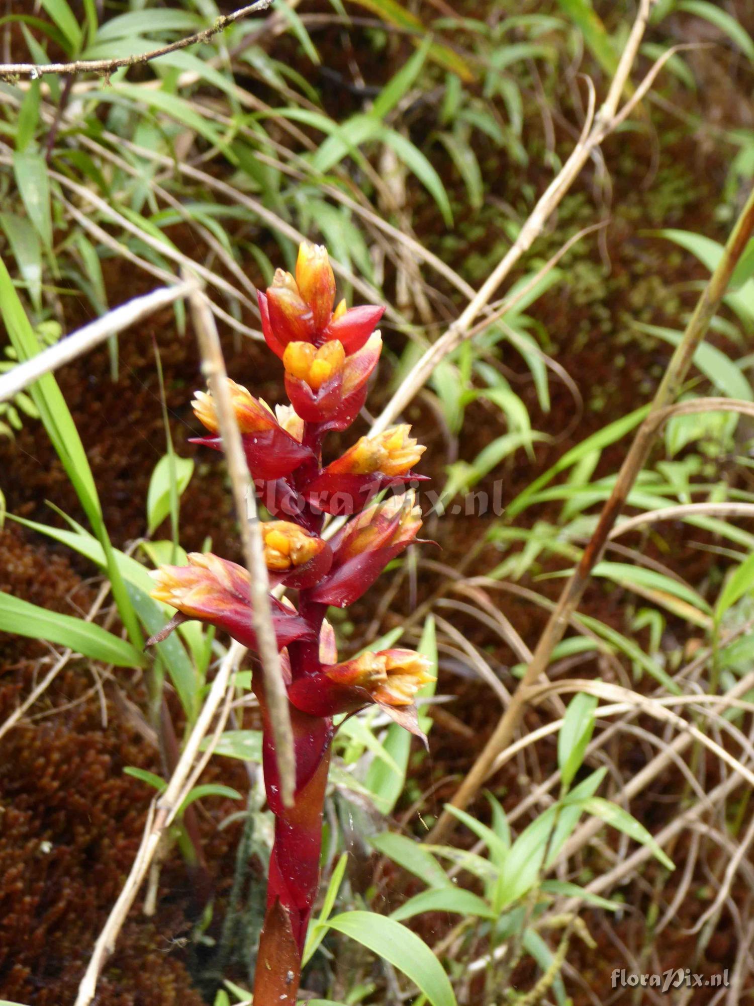 Guzmania sp