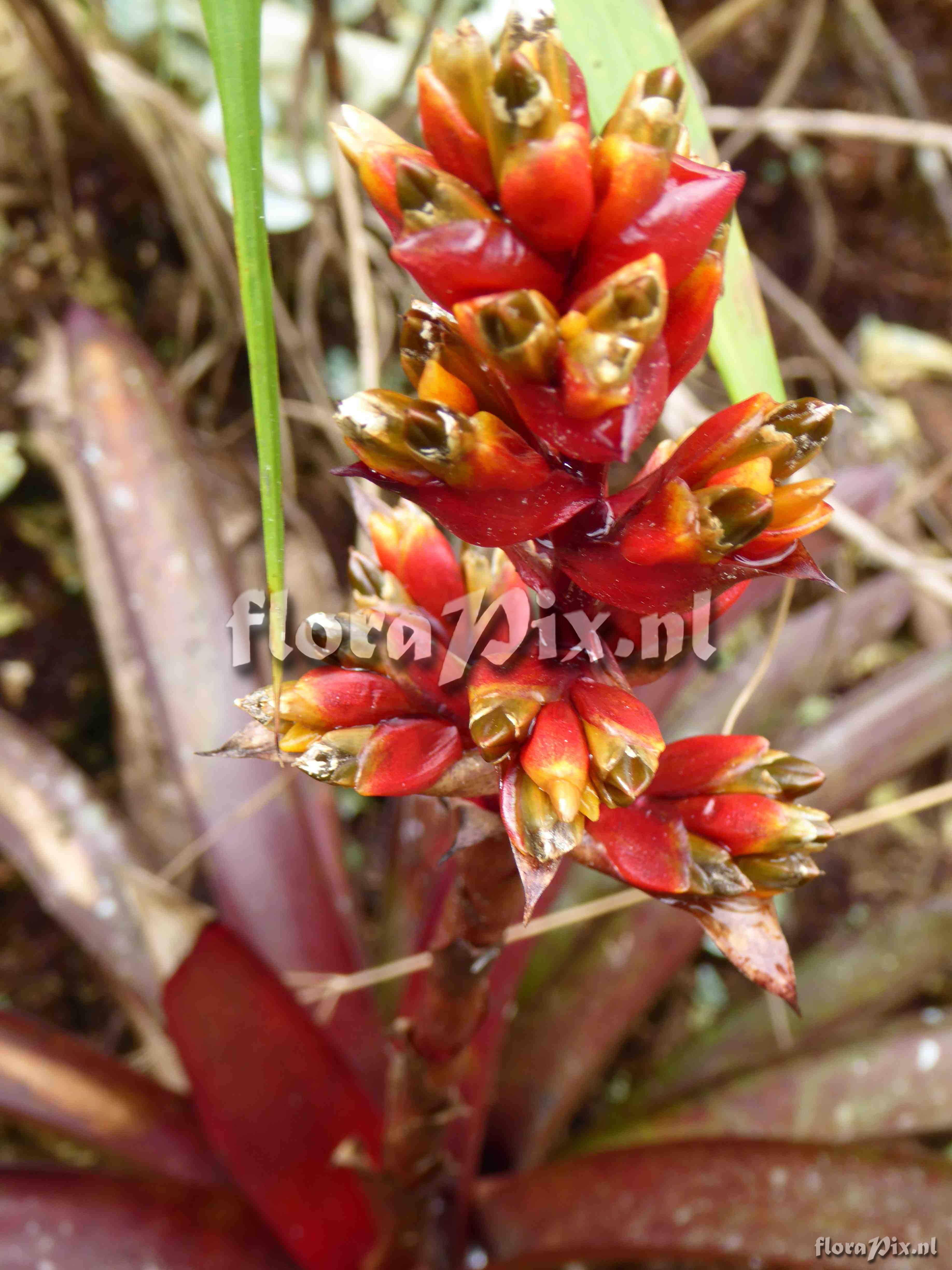 Guzmania sp