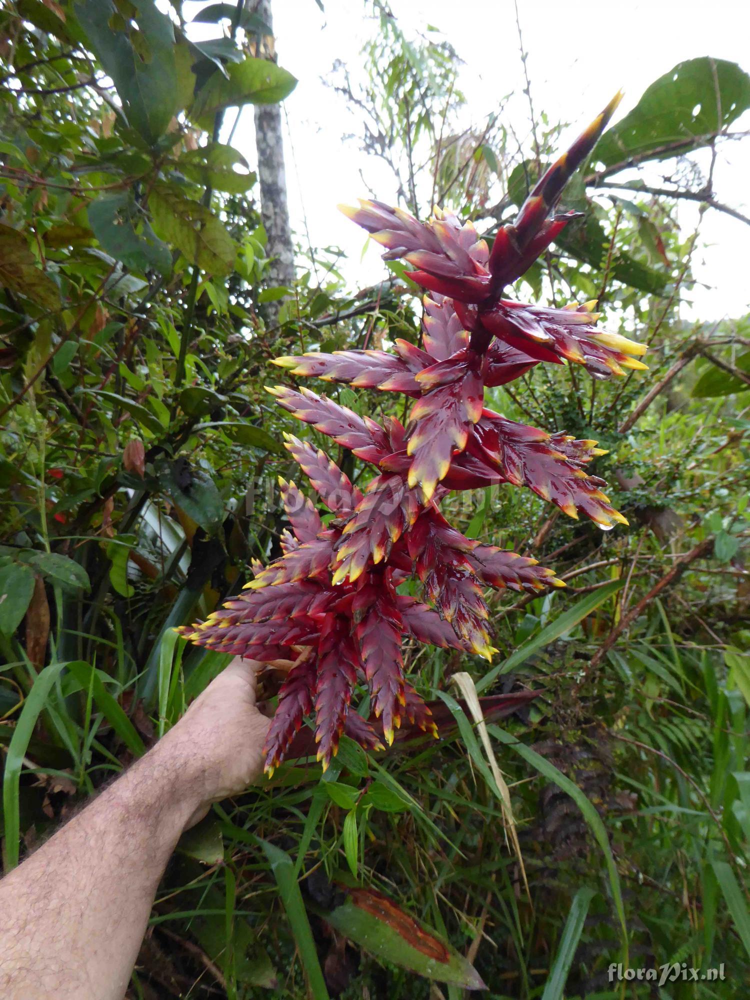 Tillandsia sp