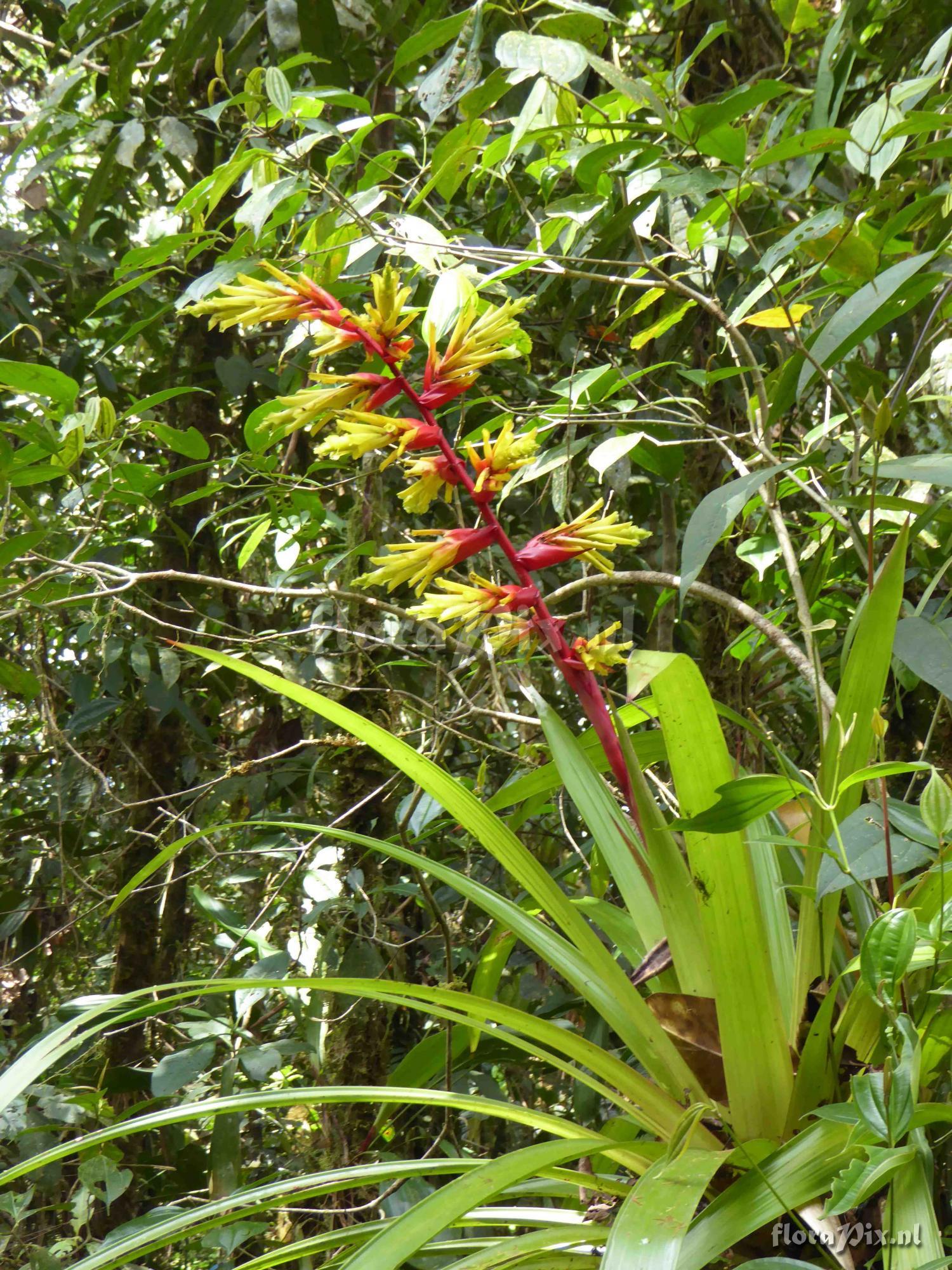 Guzmania xanthobractea