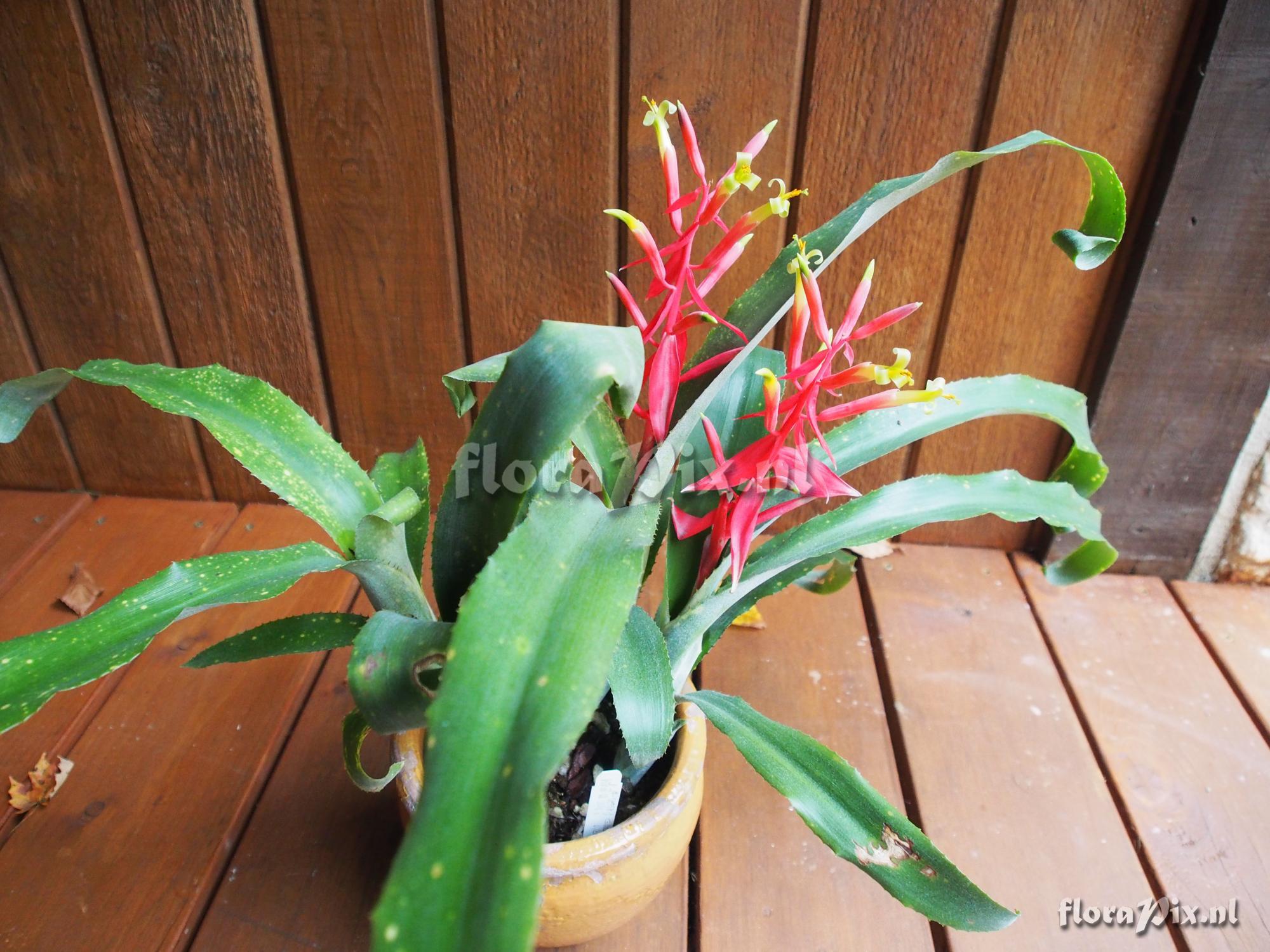 Billbergia 