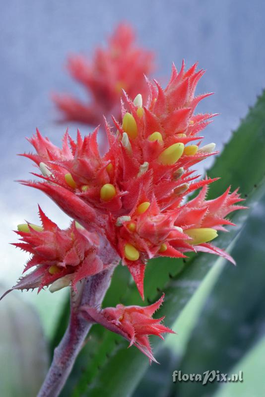 Aechmea flavorosea