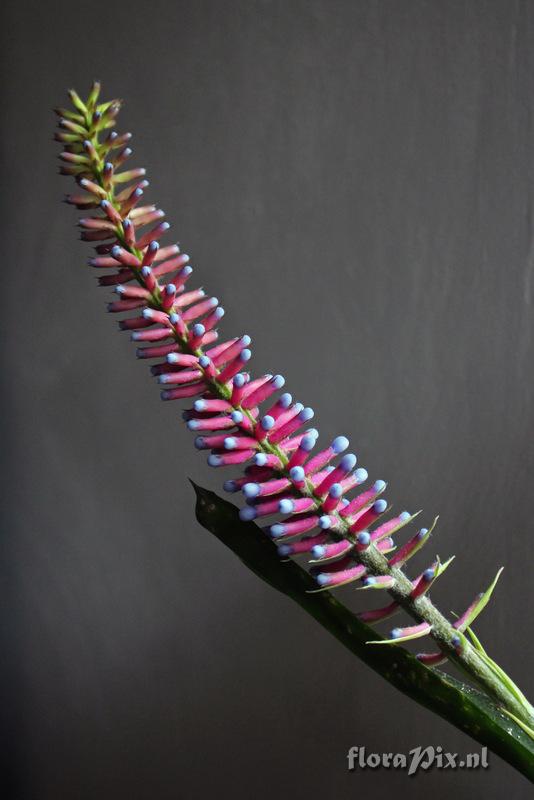 Aechmea gamosepala